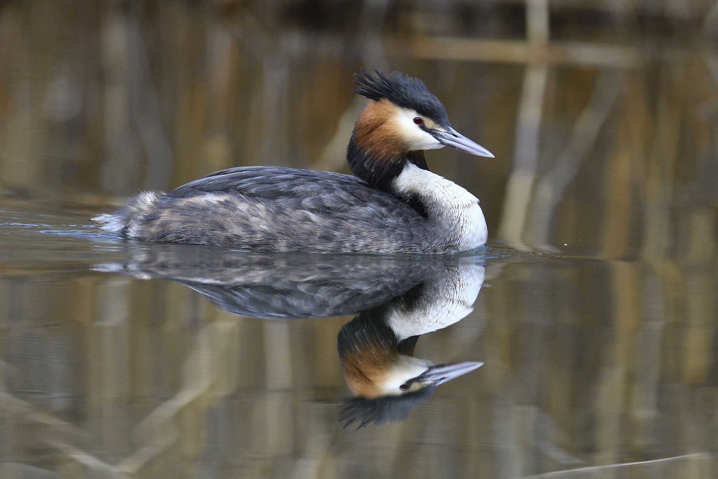 Riflessi