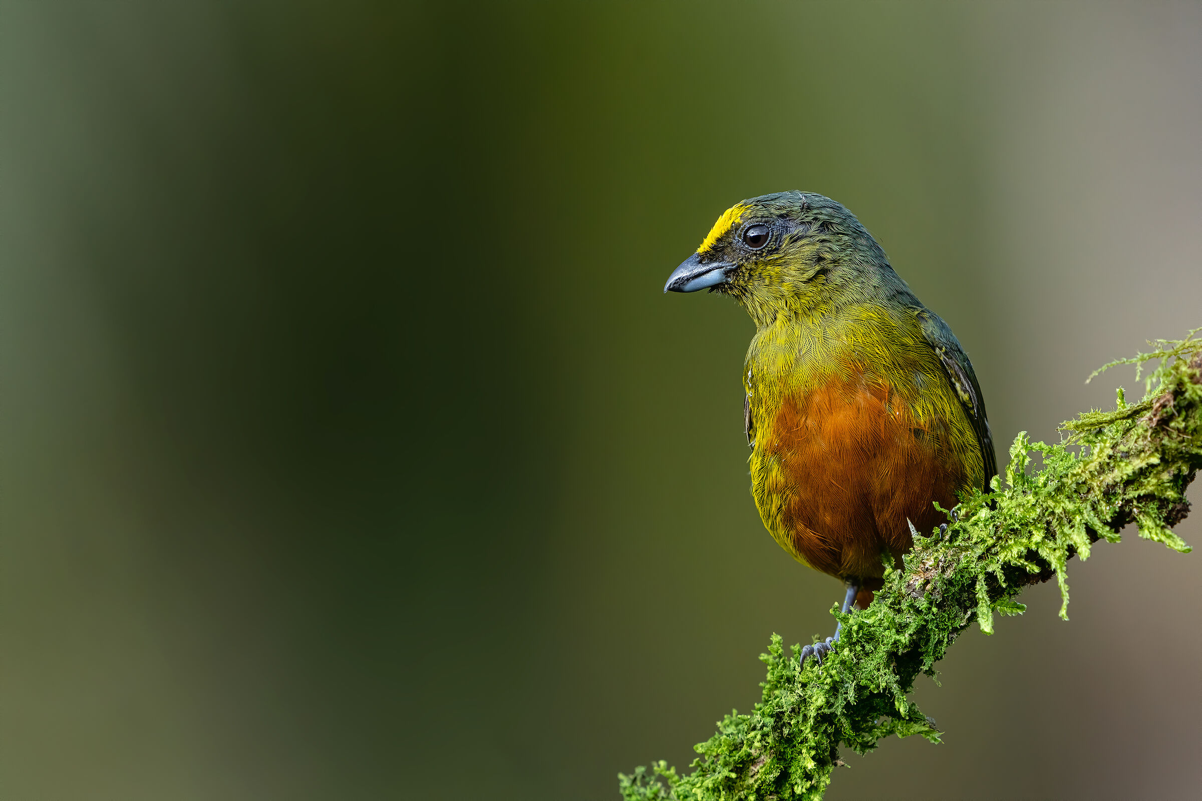 Olive-backed Euphonia, Costa Rica