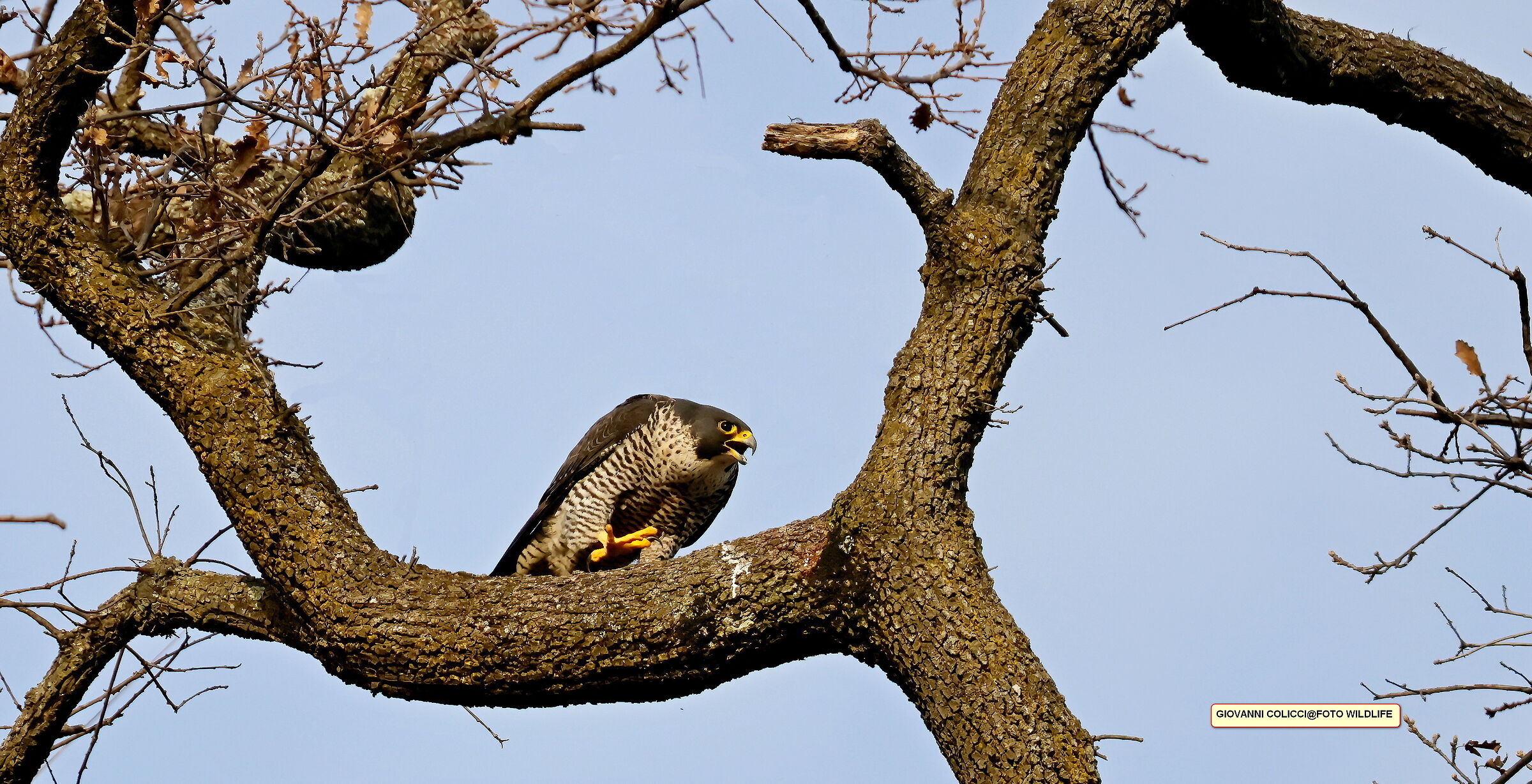 Femmina di falco pellegrino in attesa del maschio