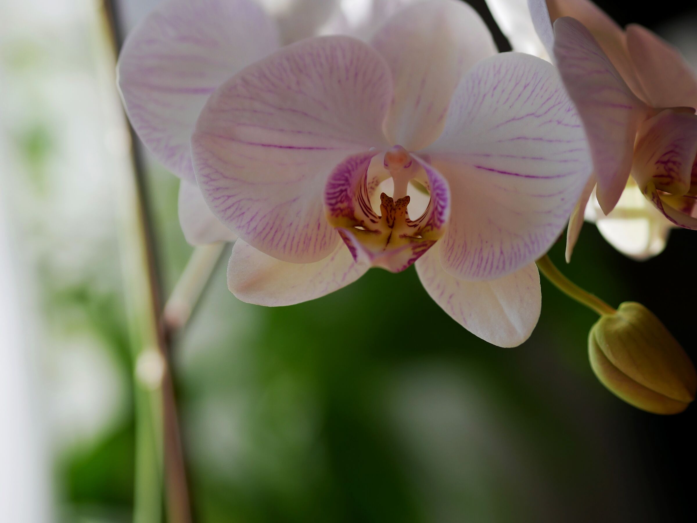 Orchidea 3