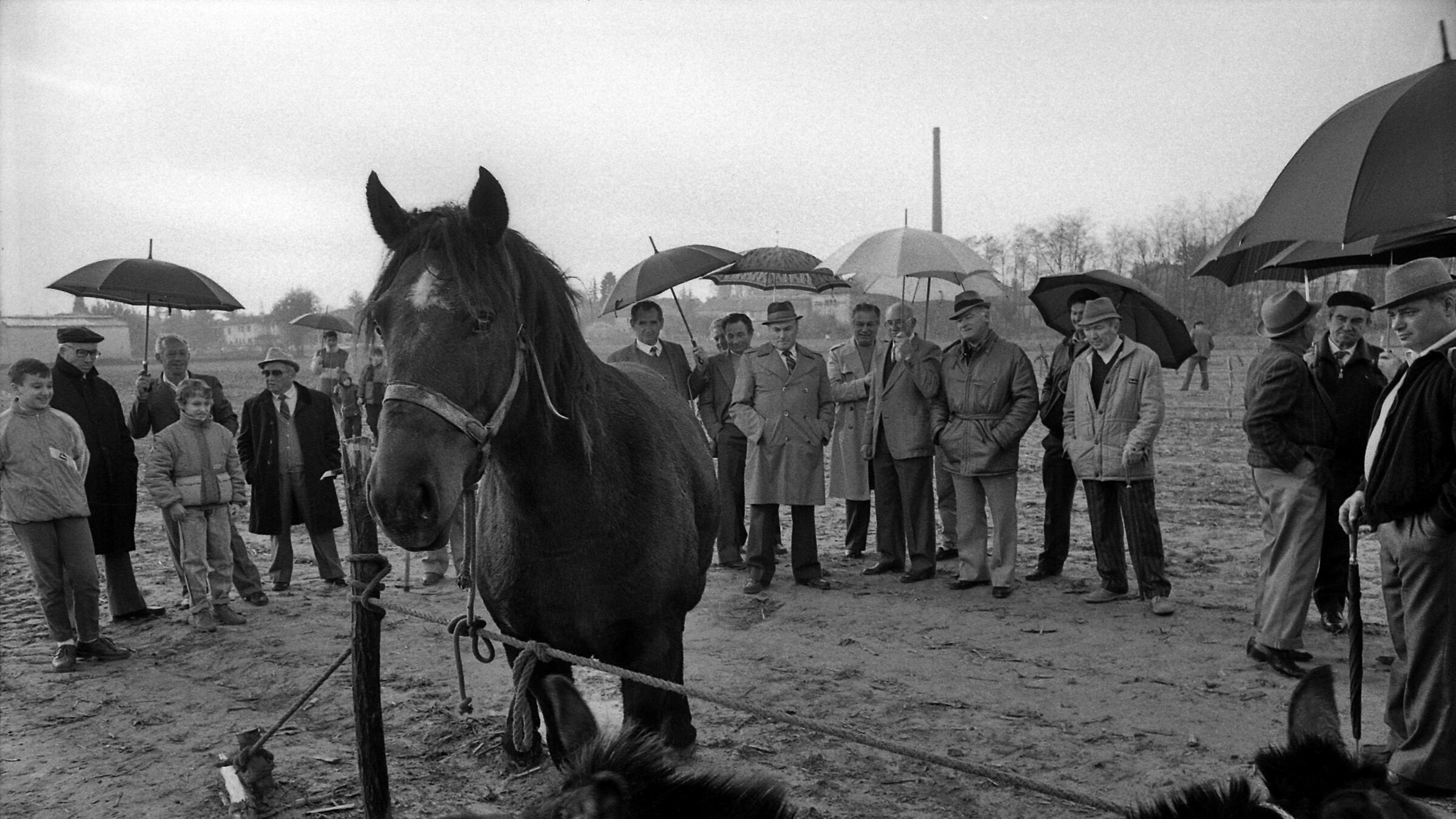 1987 Piazzola s. B. "fiera franca"