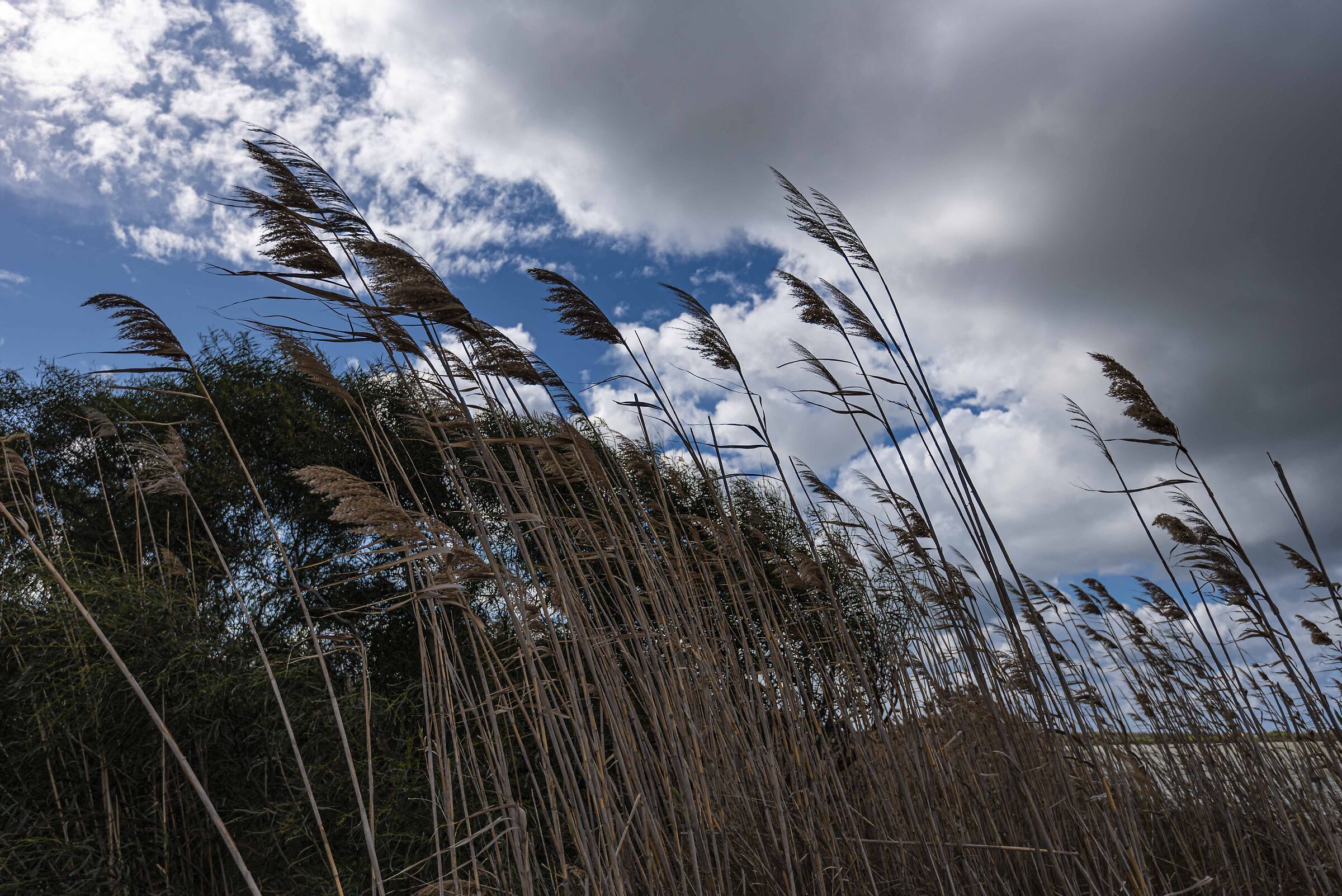 Canne al vento