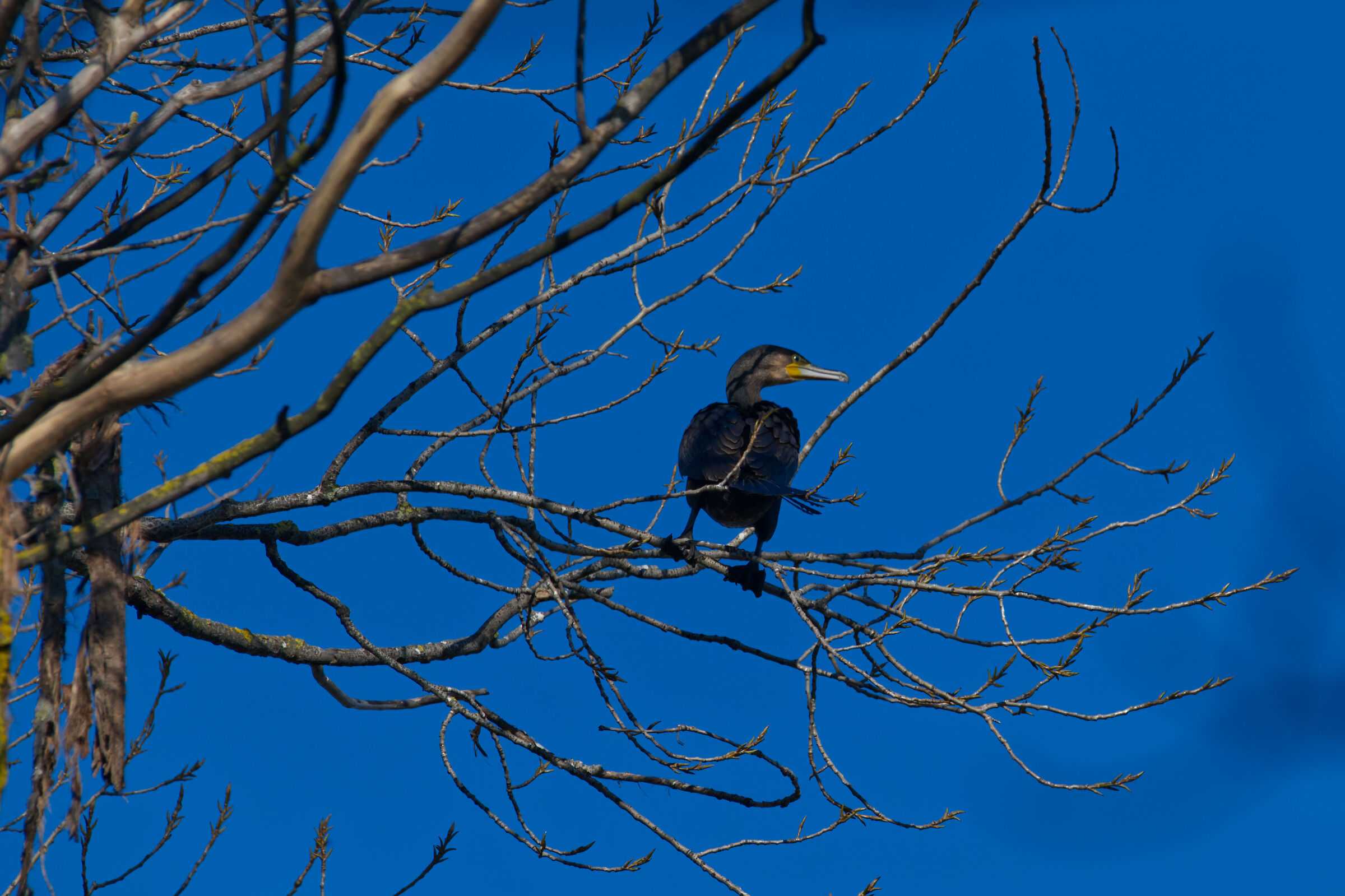 Phalacrocorax Carbo