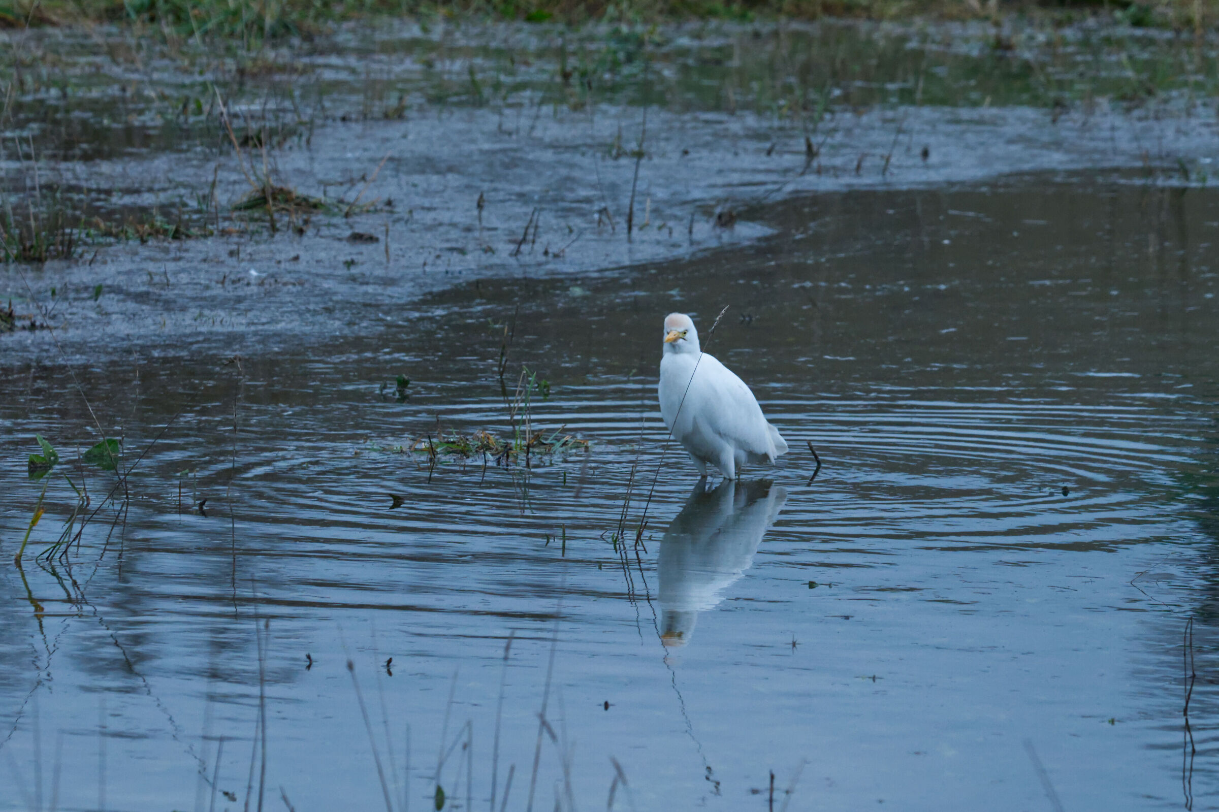 Bubulcus ibis col broncio
