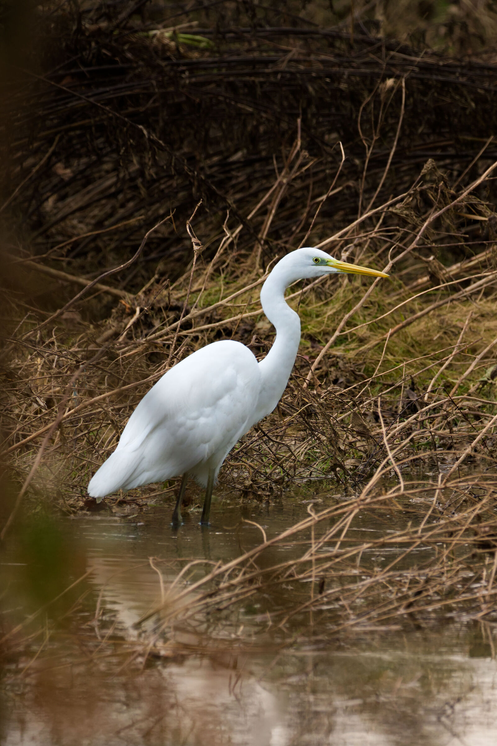 Casmerodius albus, Airone bianco maggiore