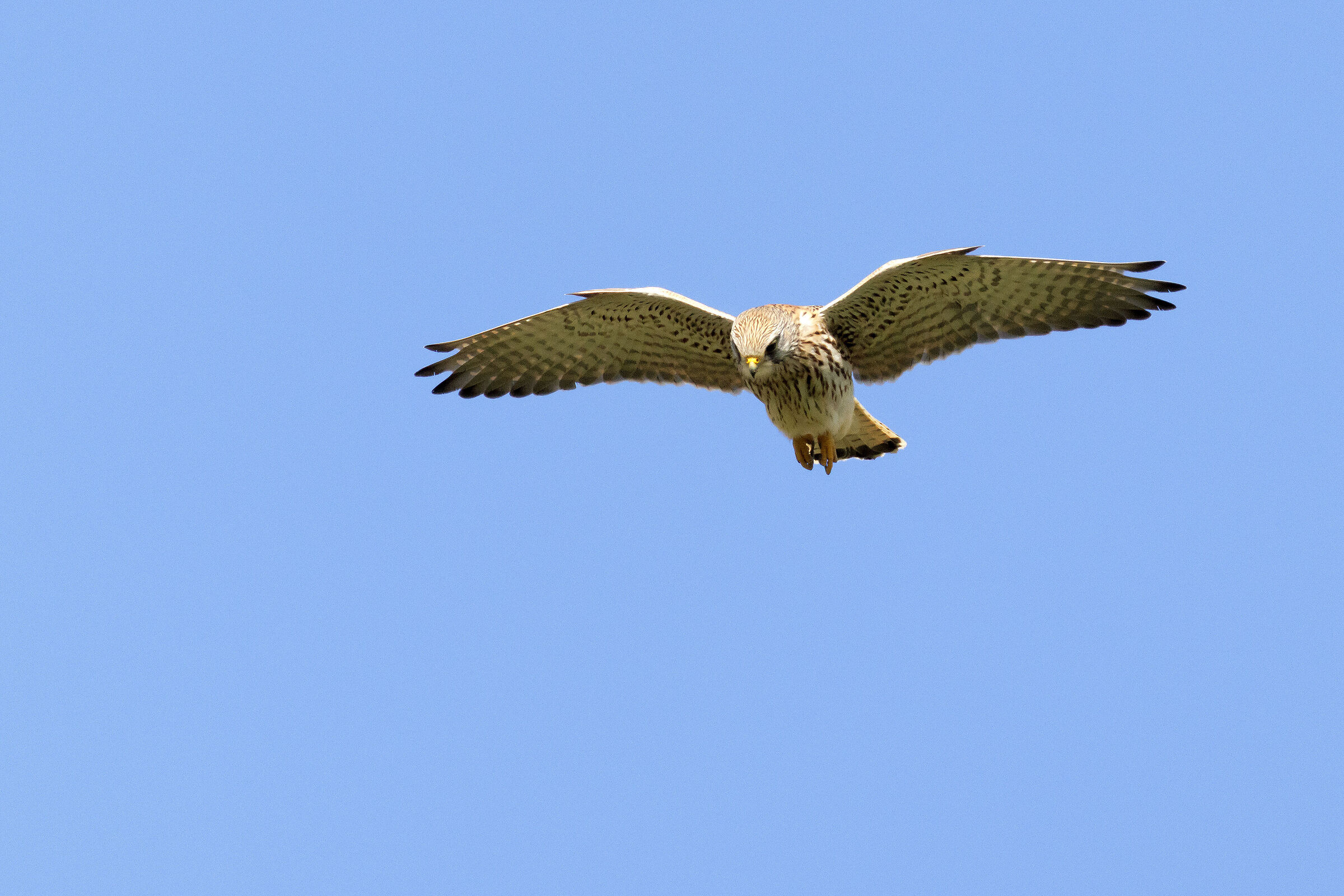 Kestrel in holy spirit