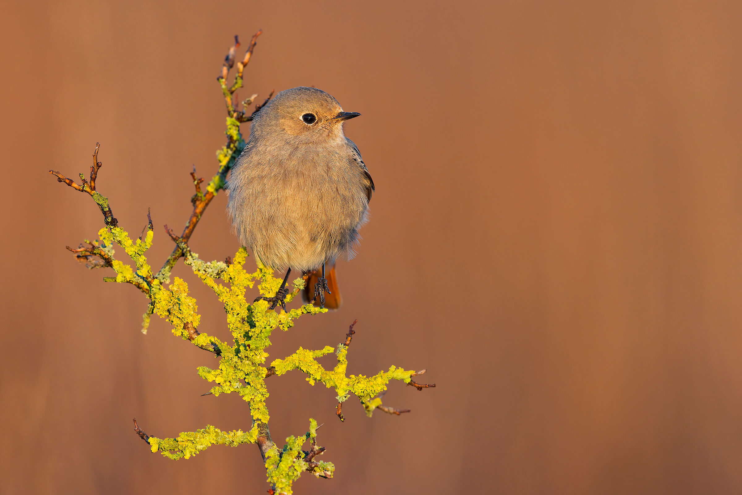 Codirosso Spz Femmina/Immaturo