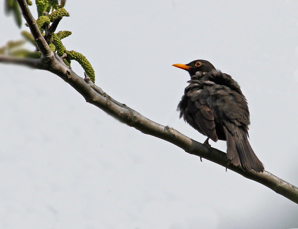 blackbird ruffled