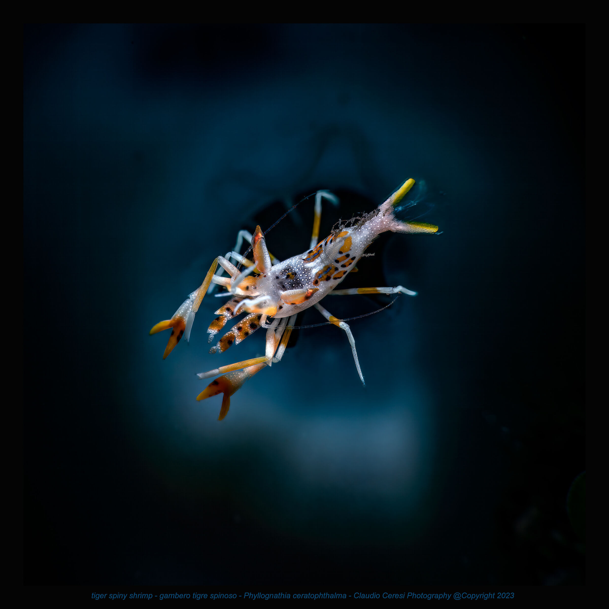 Phyllognathia ceratophthalma spiny tiger shrimp