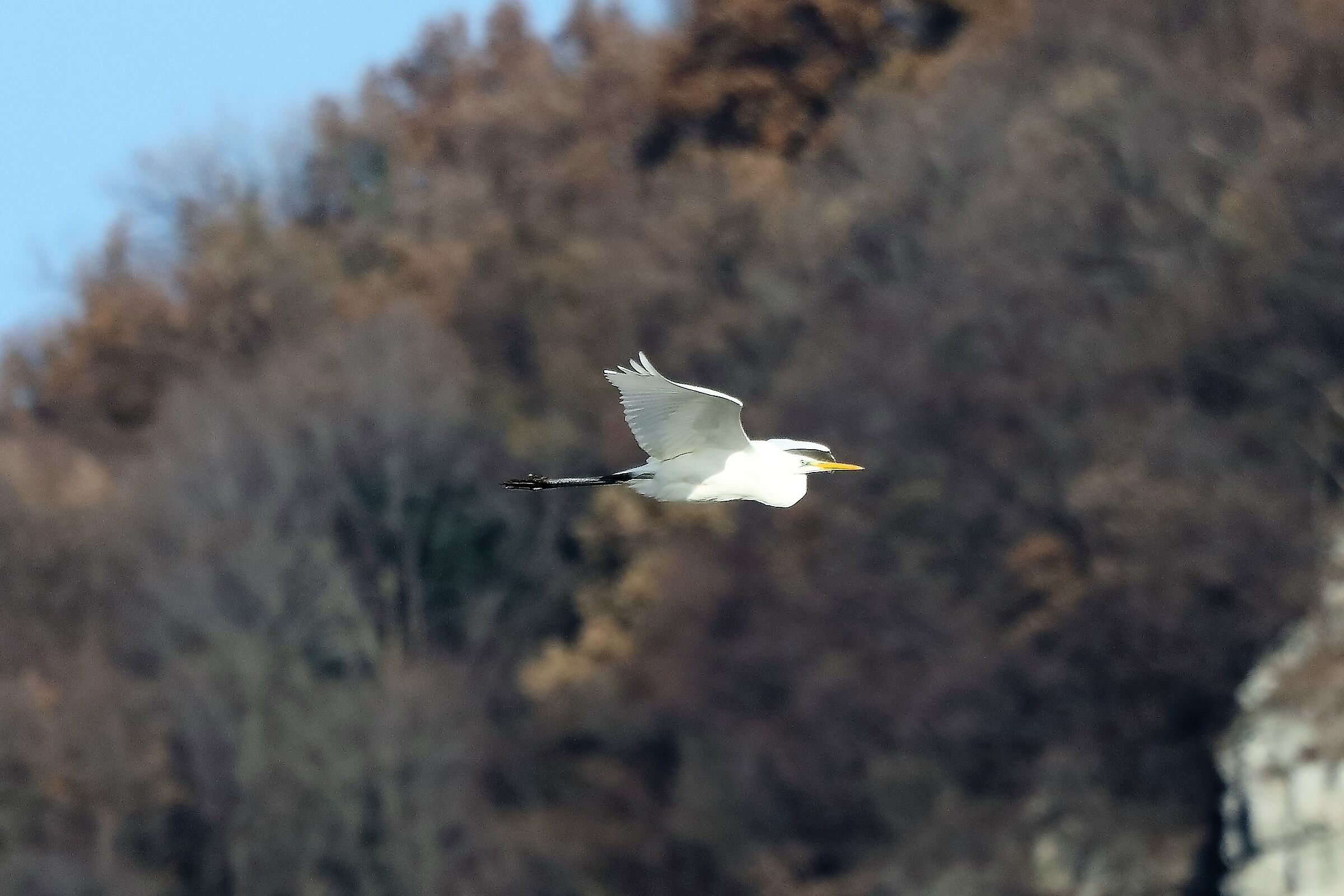 Airone BM 27-12-2022