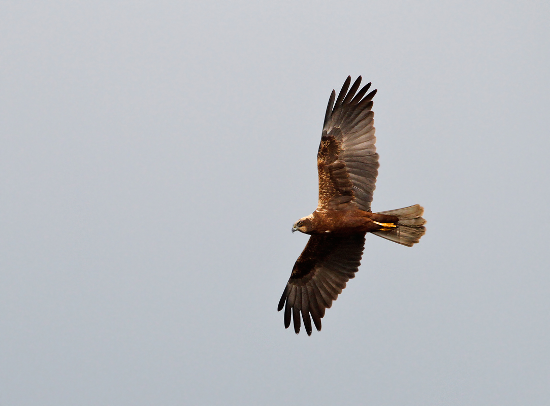 marsh harrier