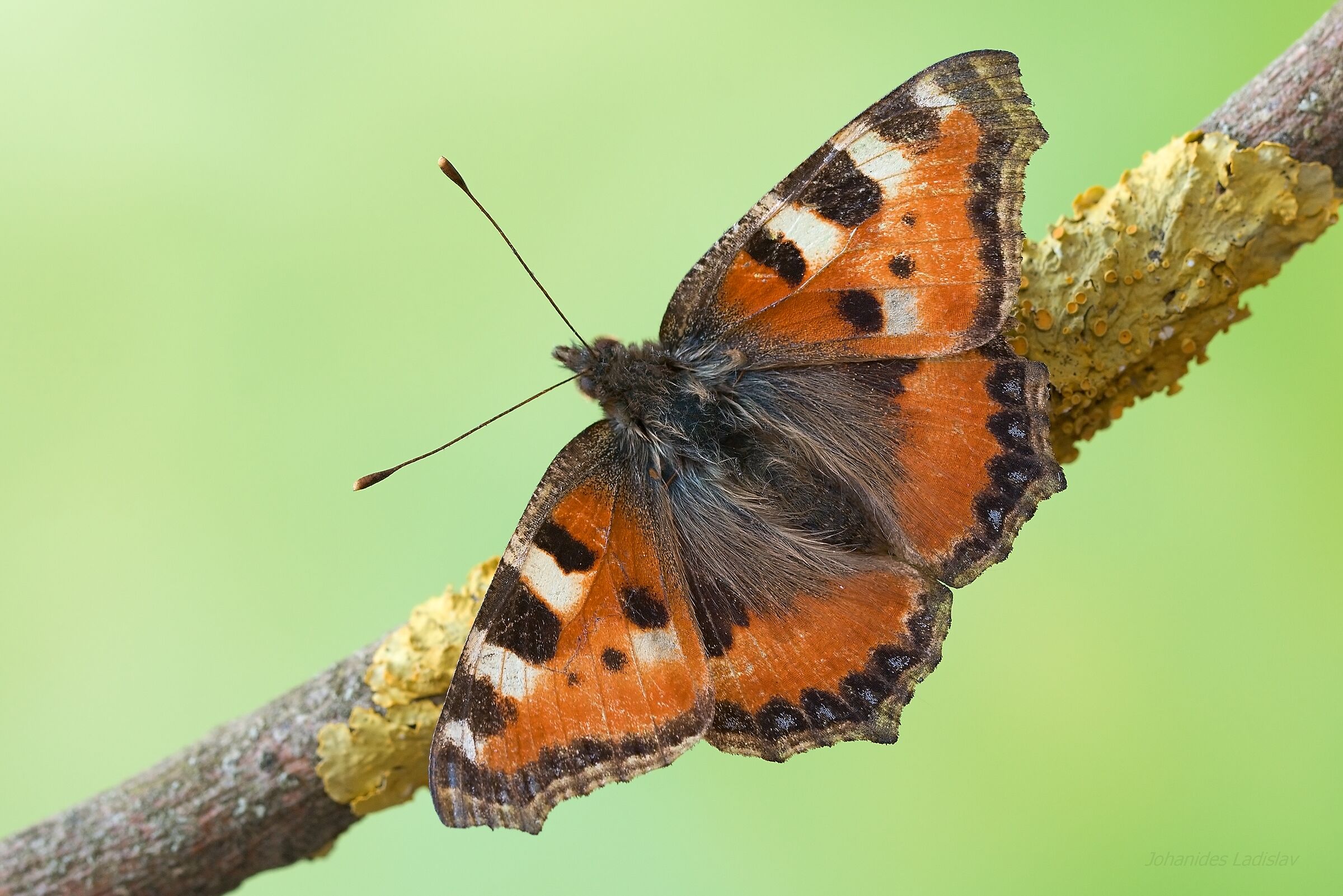 Aglais urticae  (2.3.2023 +12 C)