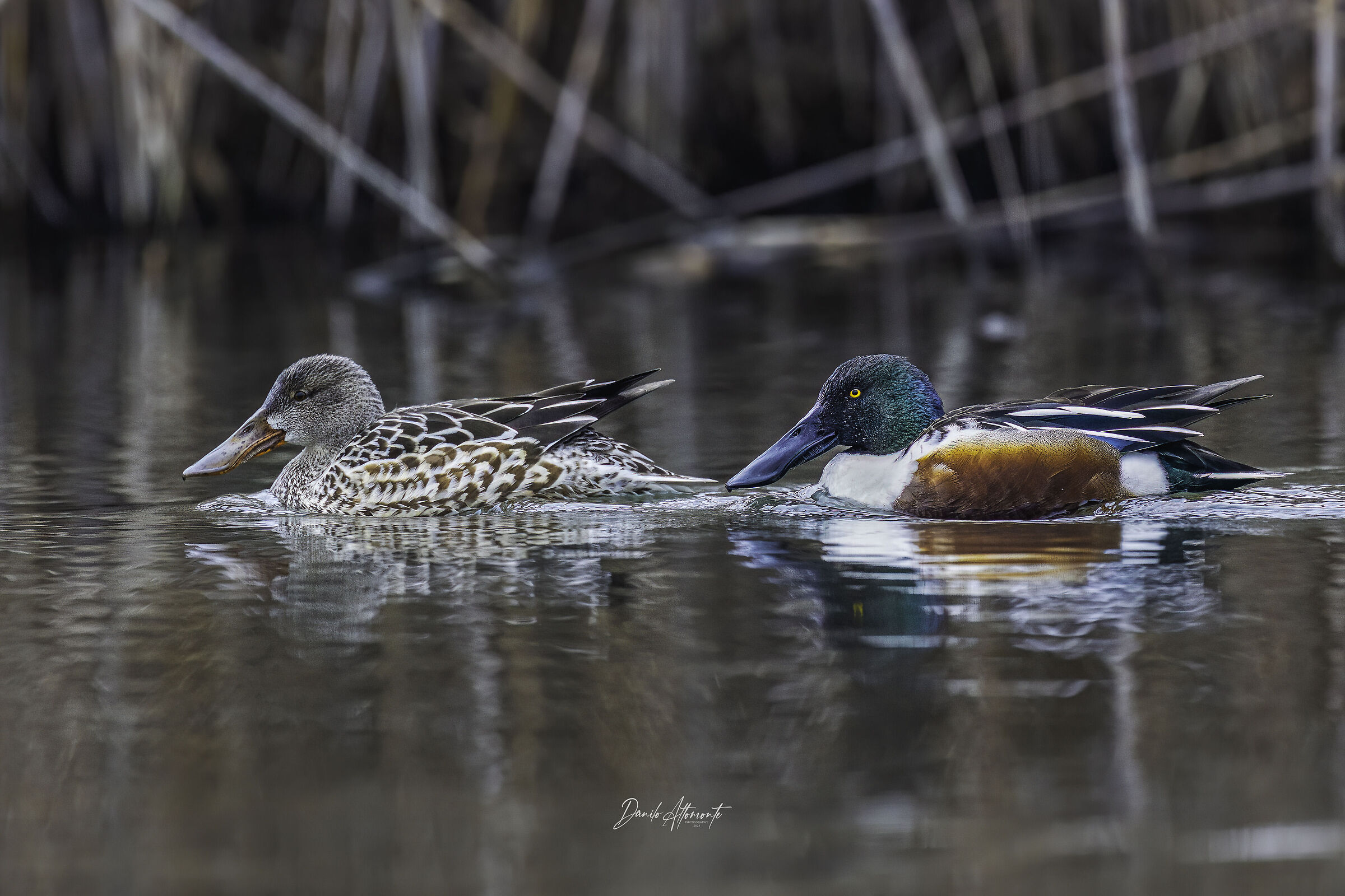 Coppia di Mestoloni, la femmina a sx