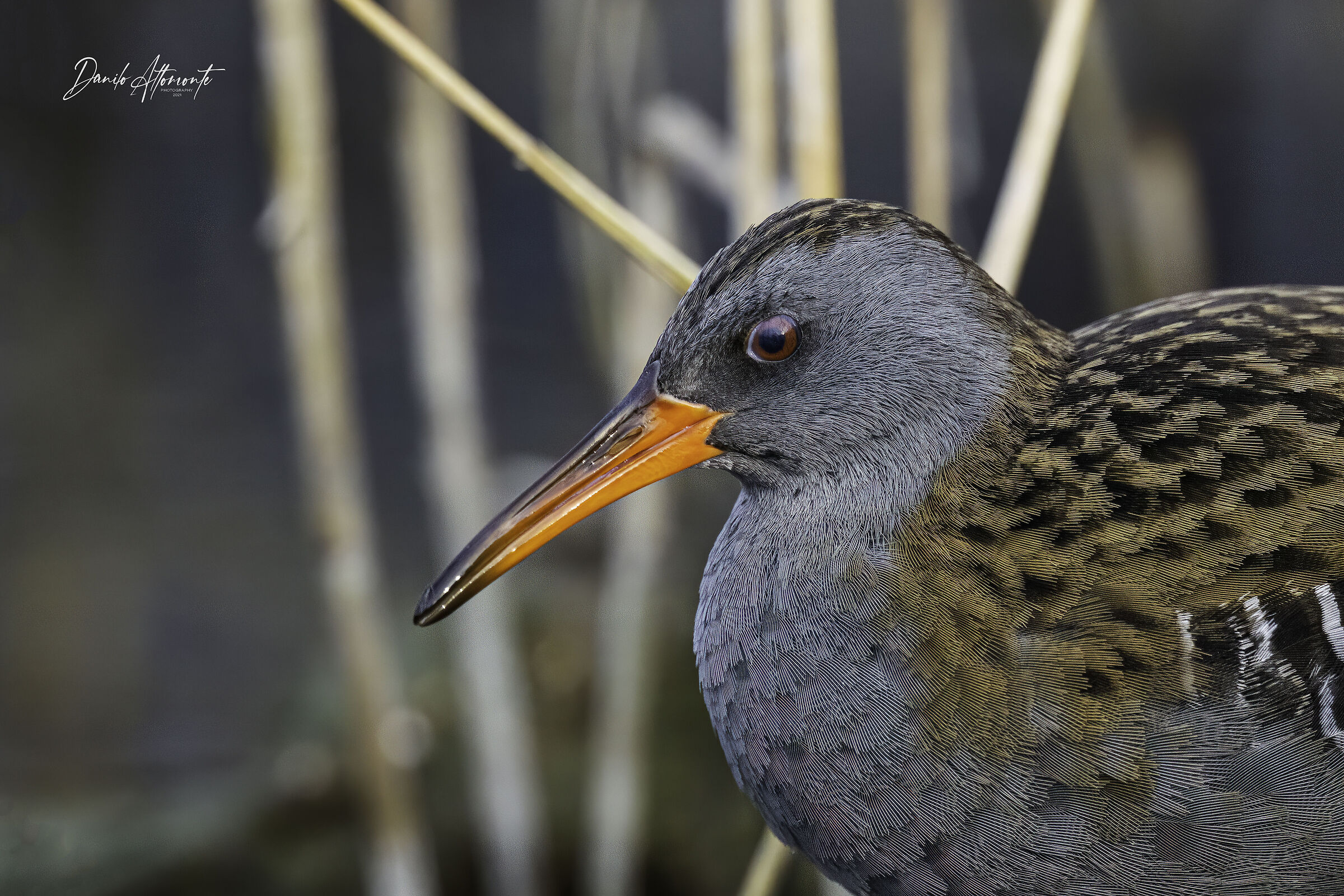 Porciglione (no crop)