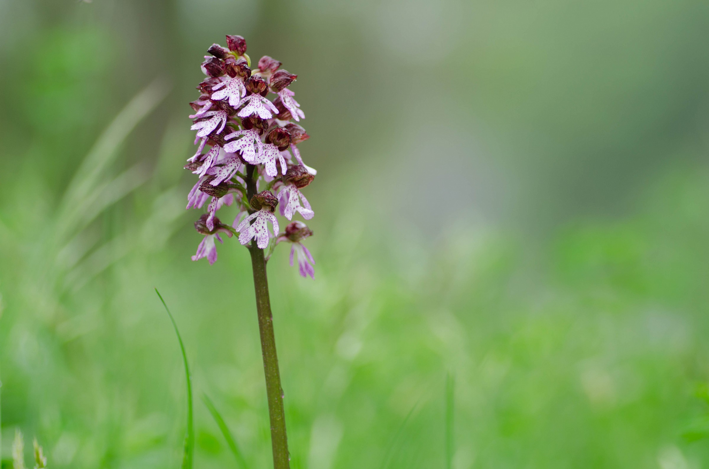 orchis purpurea