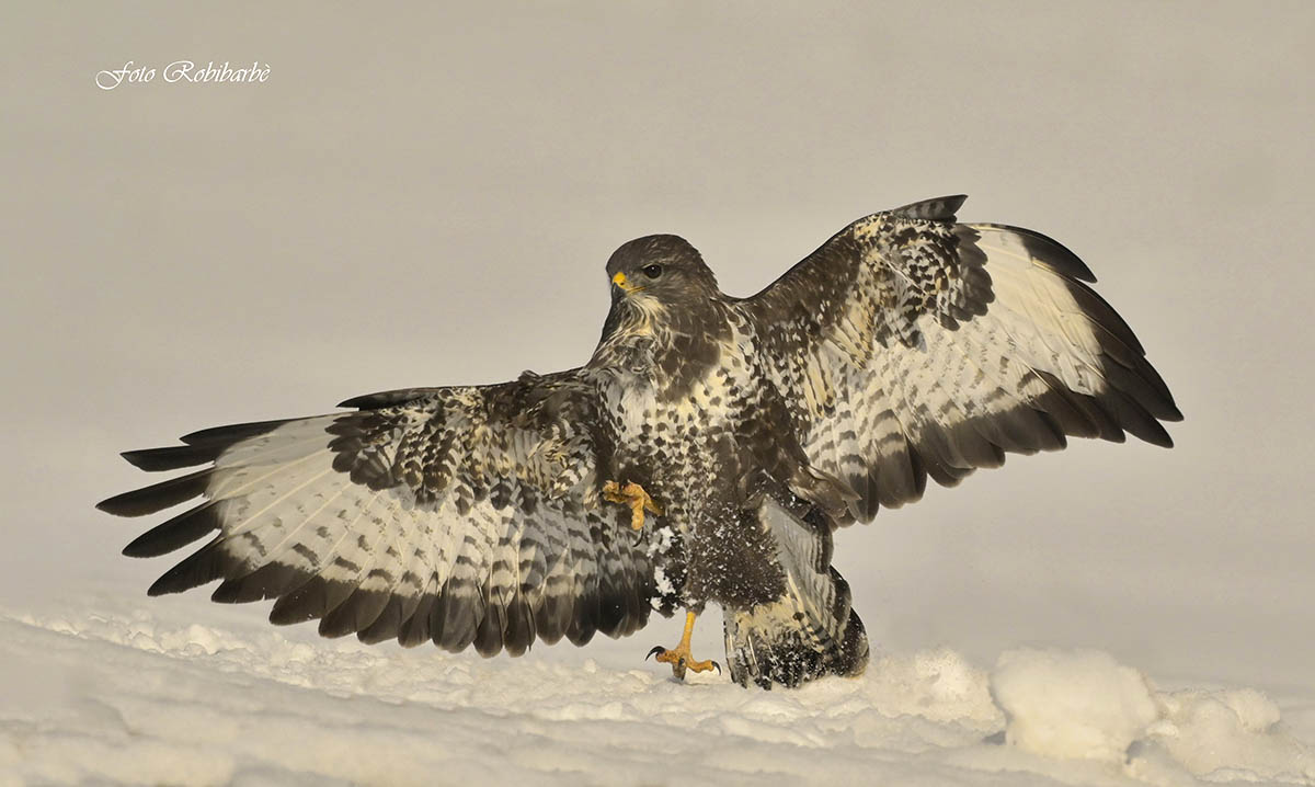 La Poiana delle nevi...