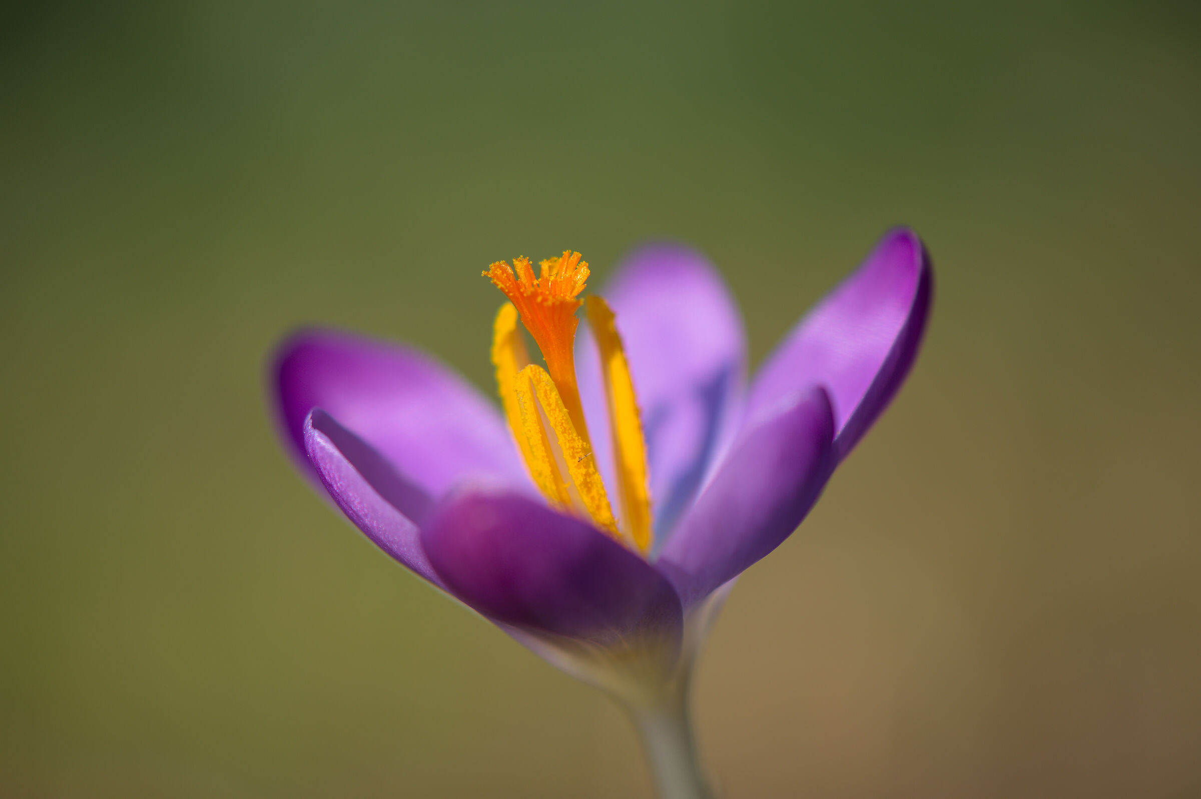 Crocus Tommasinianus
