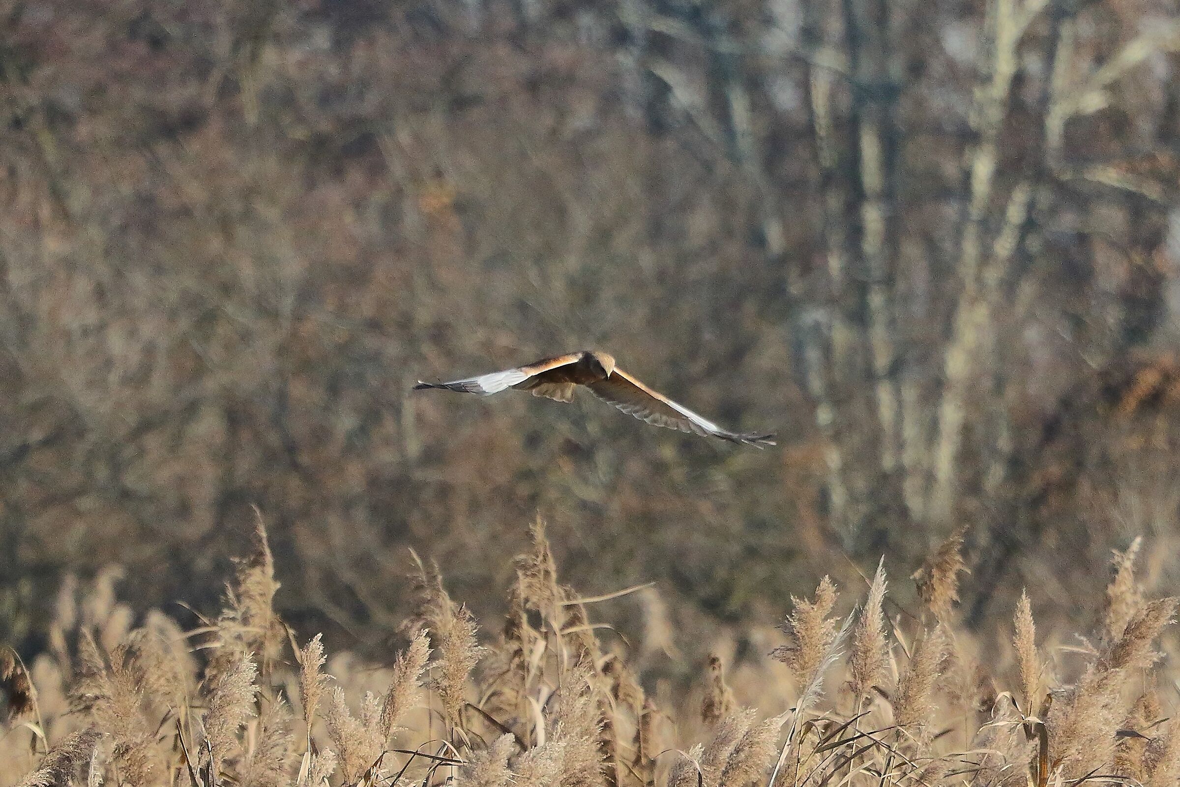 Falco di palude 12 dicembre 2022