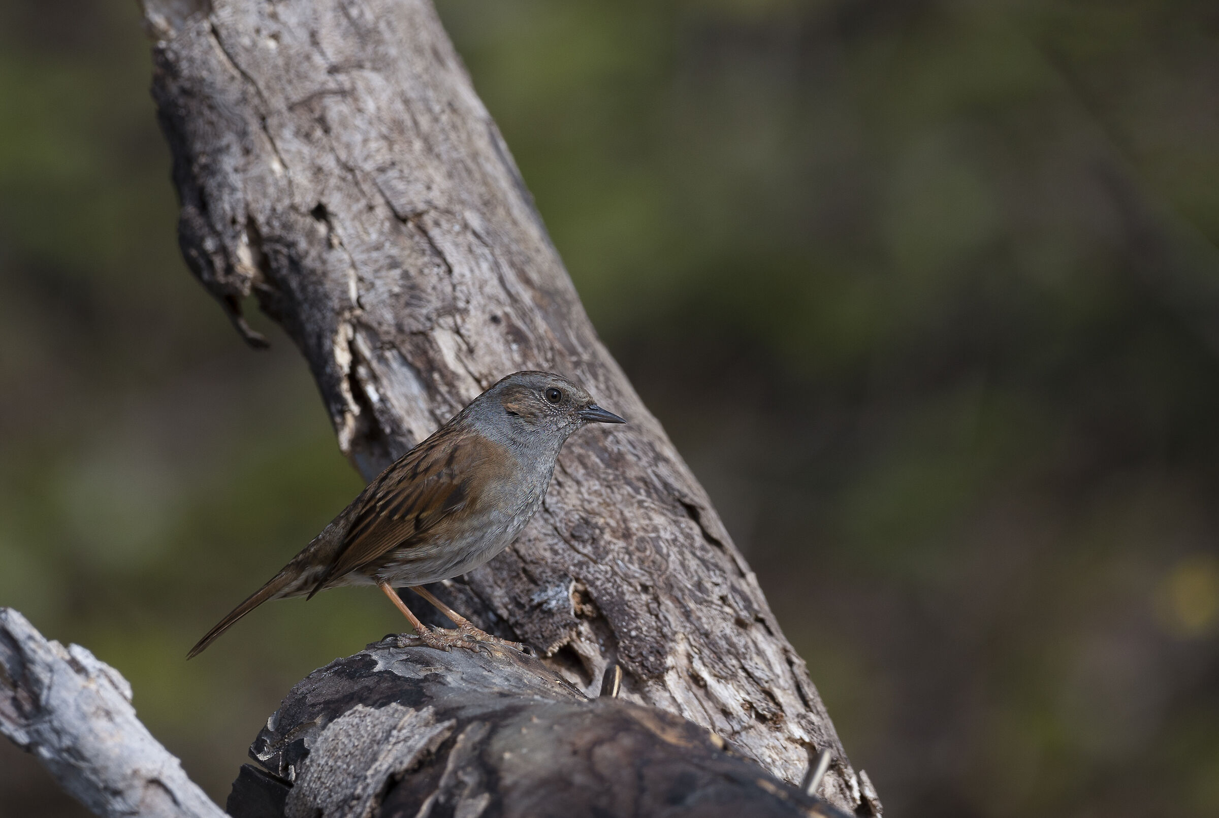 Passera scopaiola