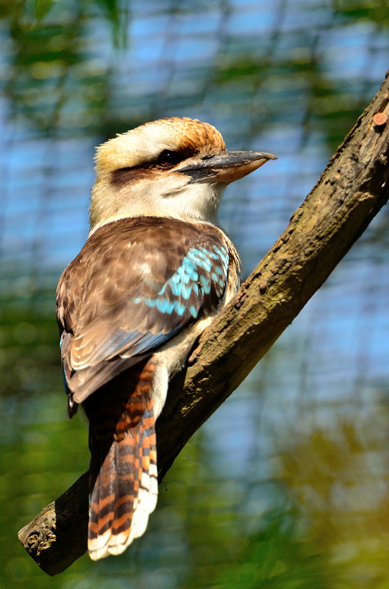 Kookaburra