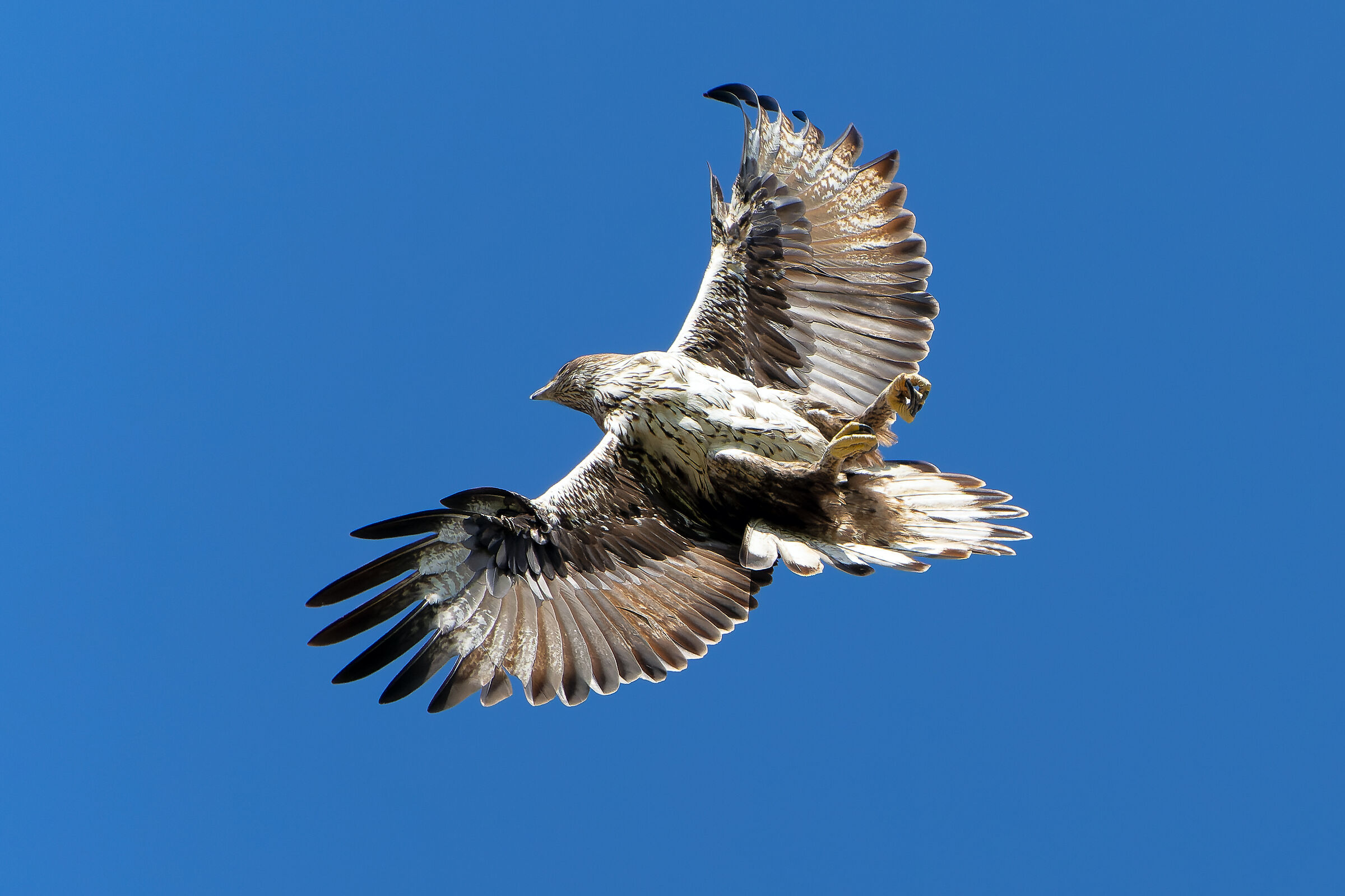 Bonelli's Eagle