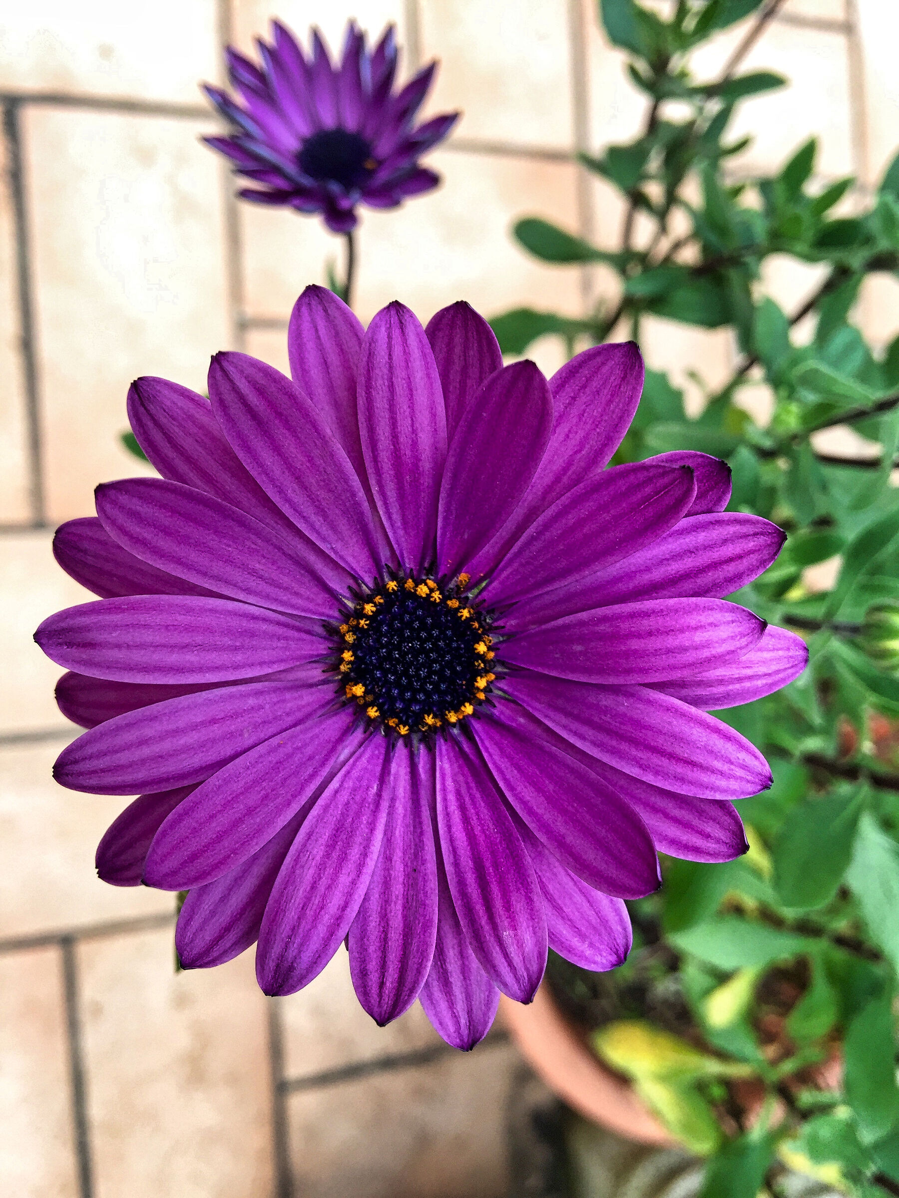 Gerbera