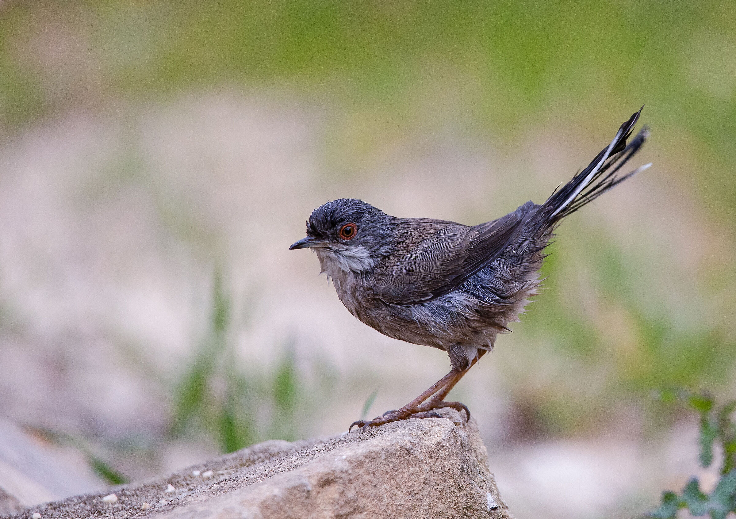 Occhiocotto Femmina - Sylvia melanocephala