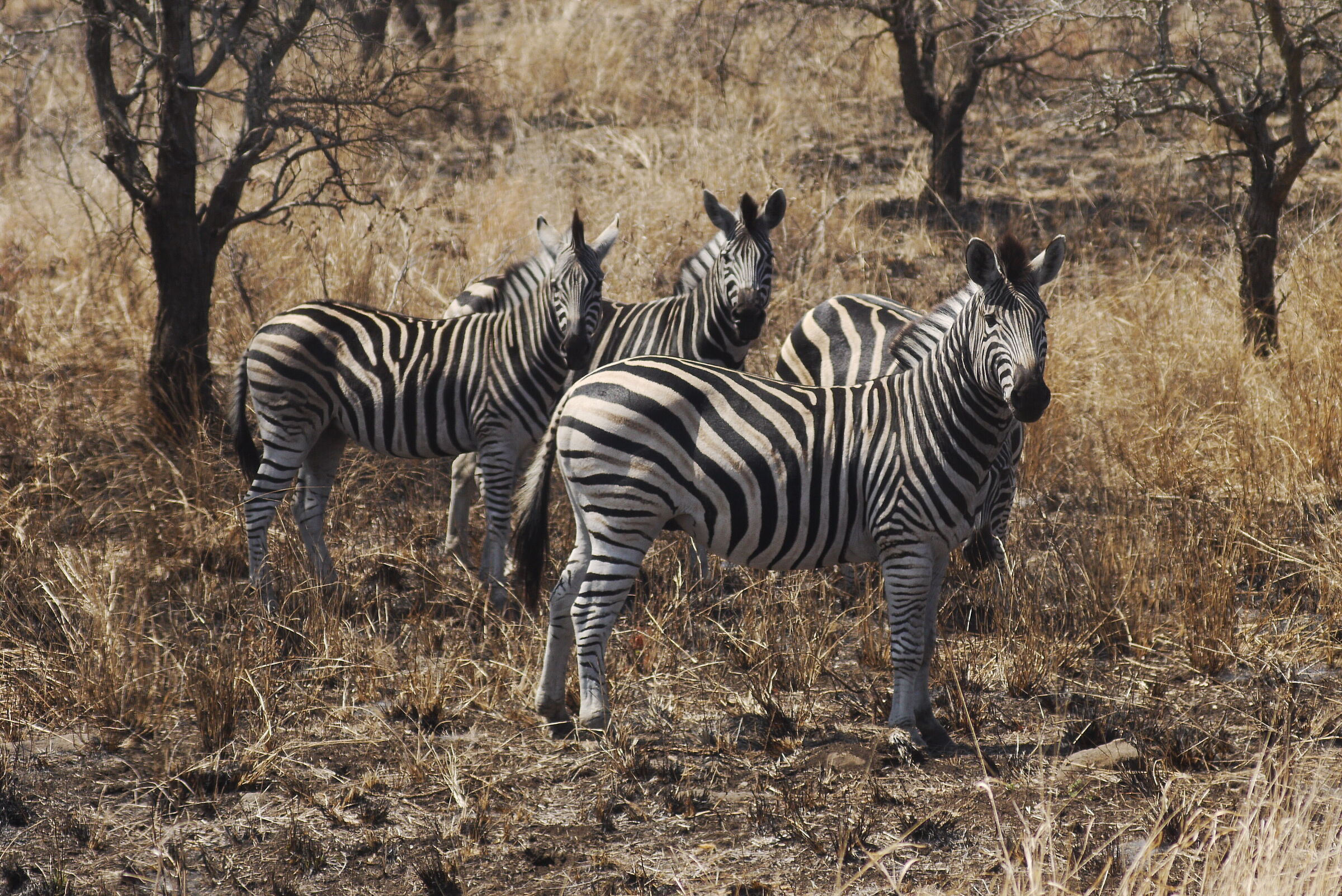 Sud Africa