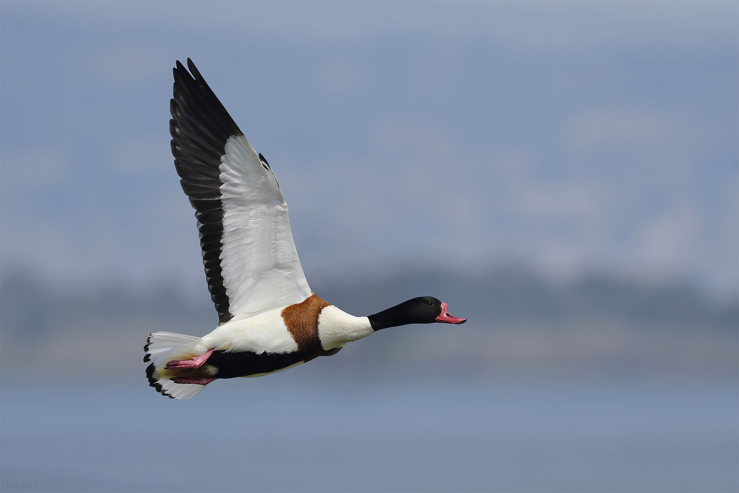 Common shelduck