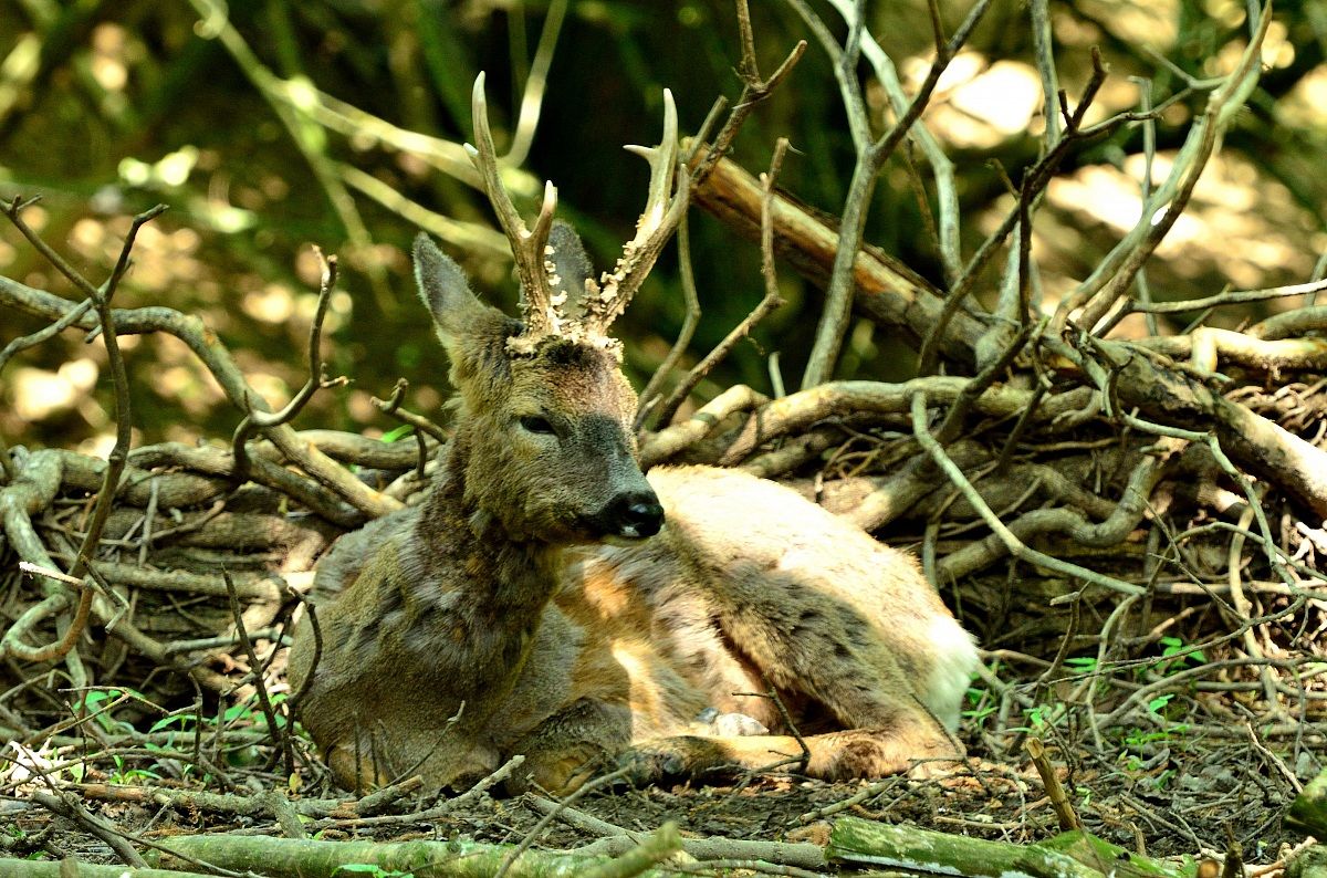 Capriolo addormentato