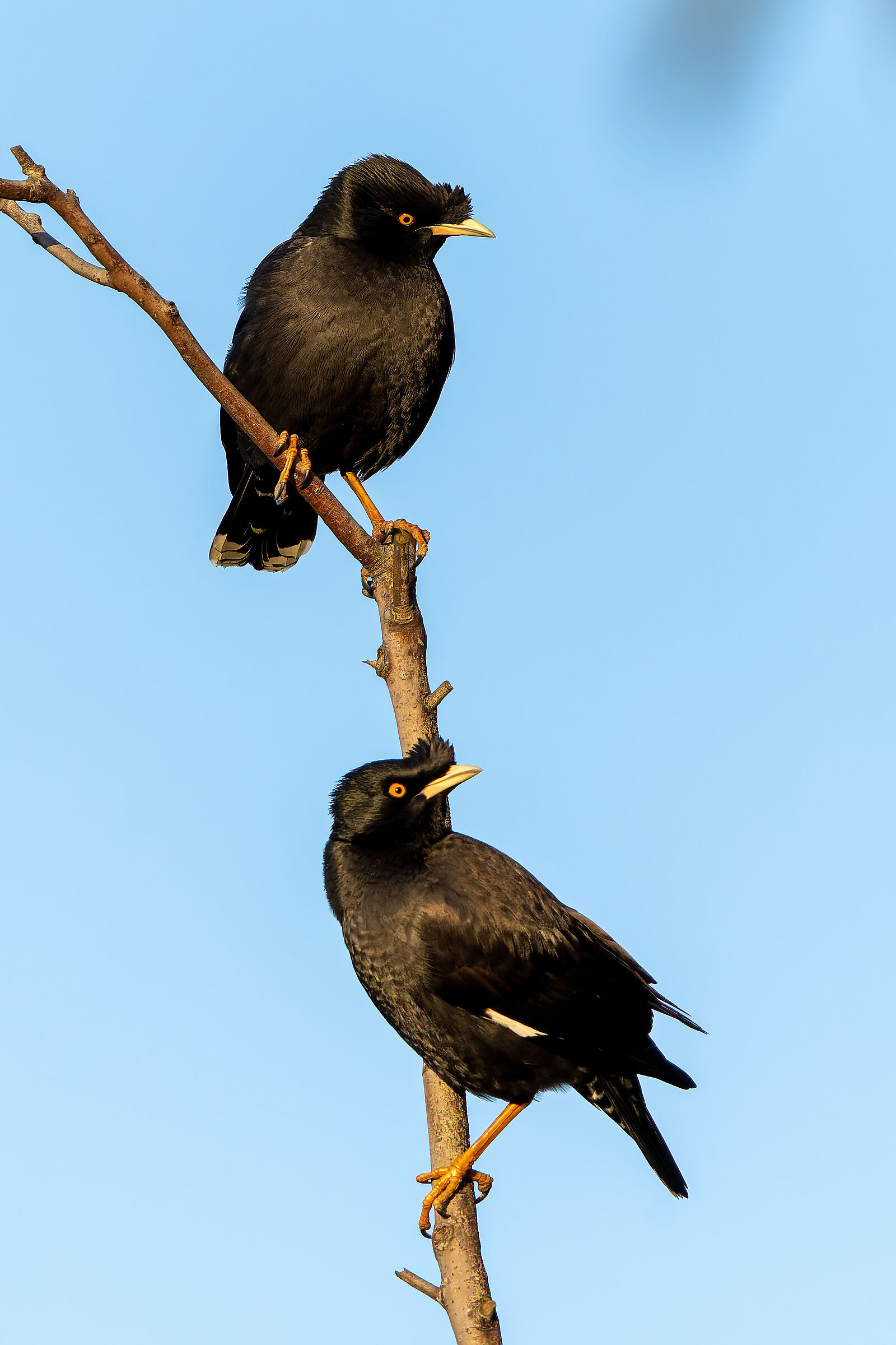 crested myna (Acridotheres cristatellus),