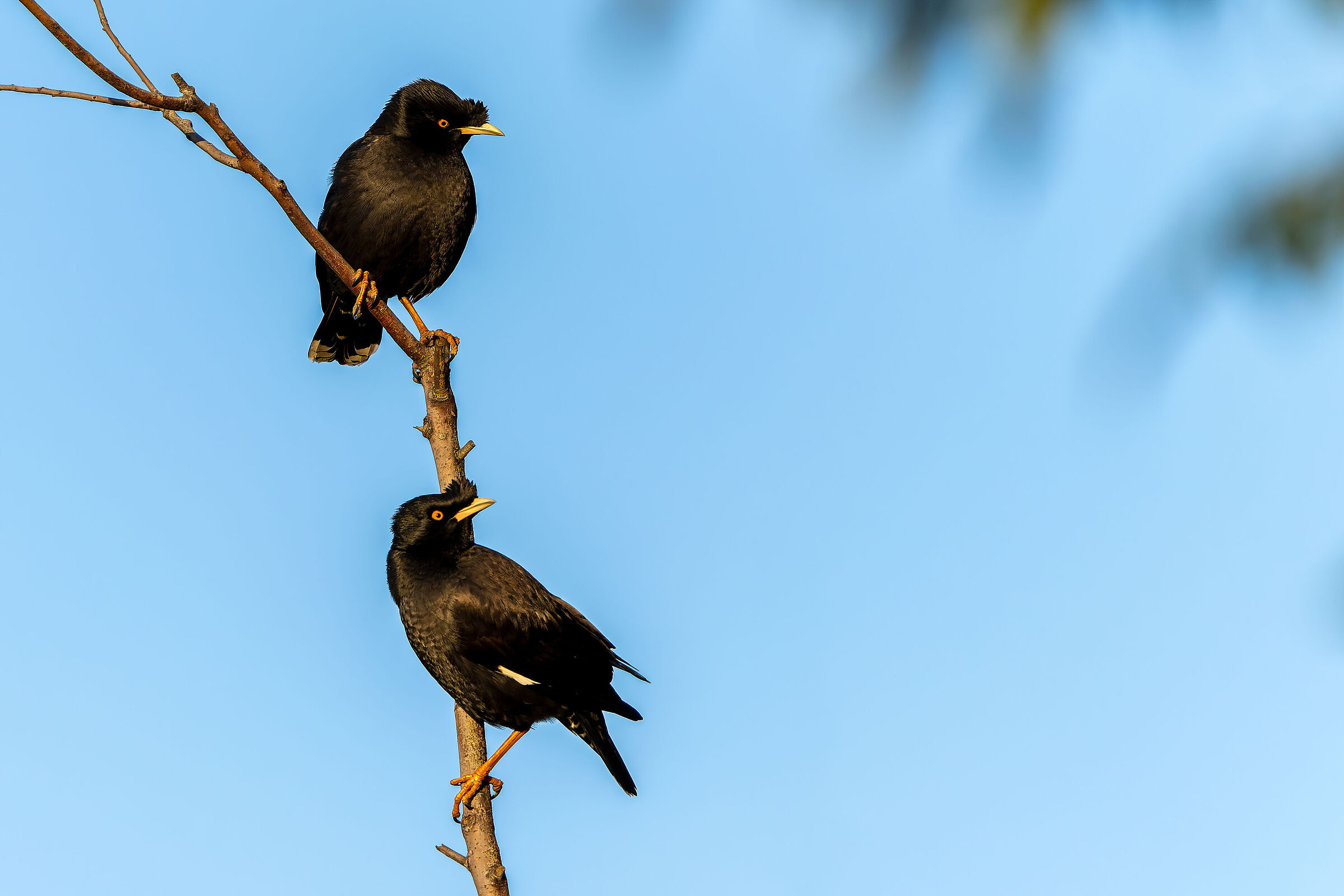 crested myna (Acridotheres cristatellus),