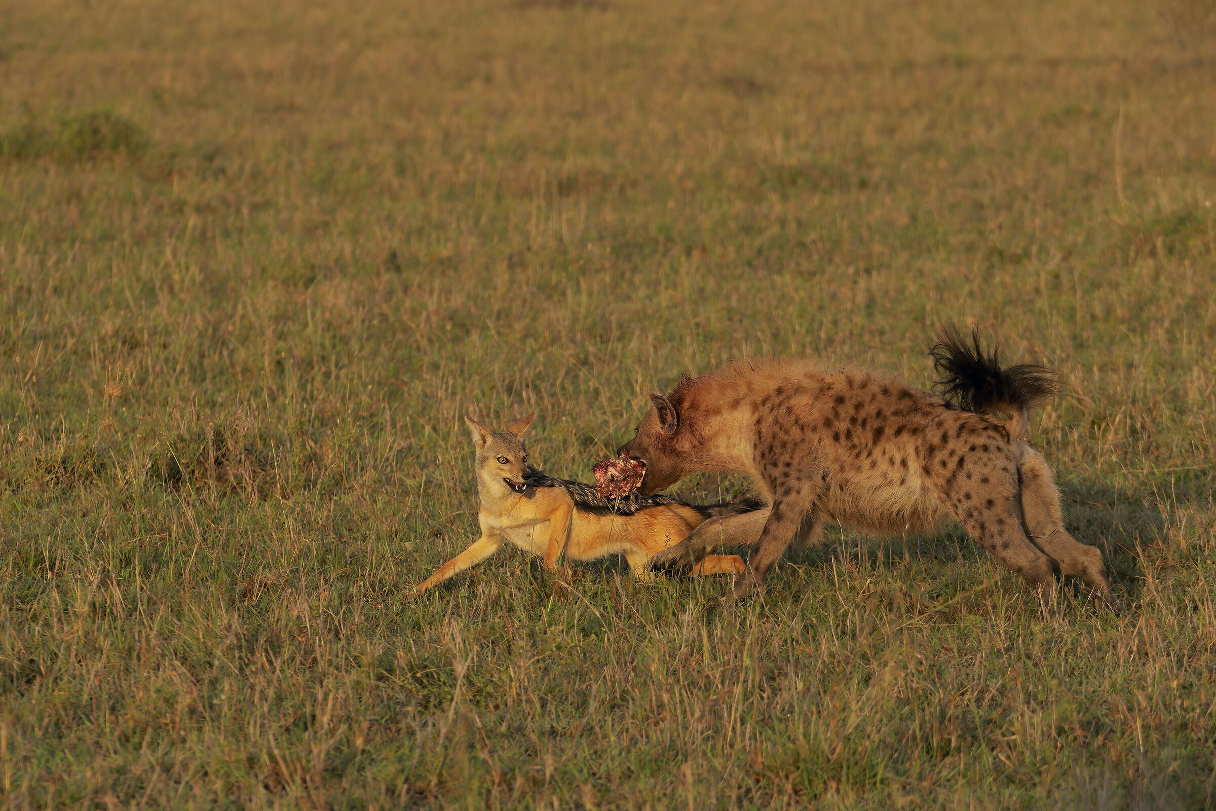 The Scavengers of the Savannah