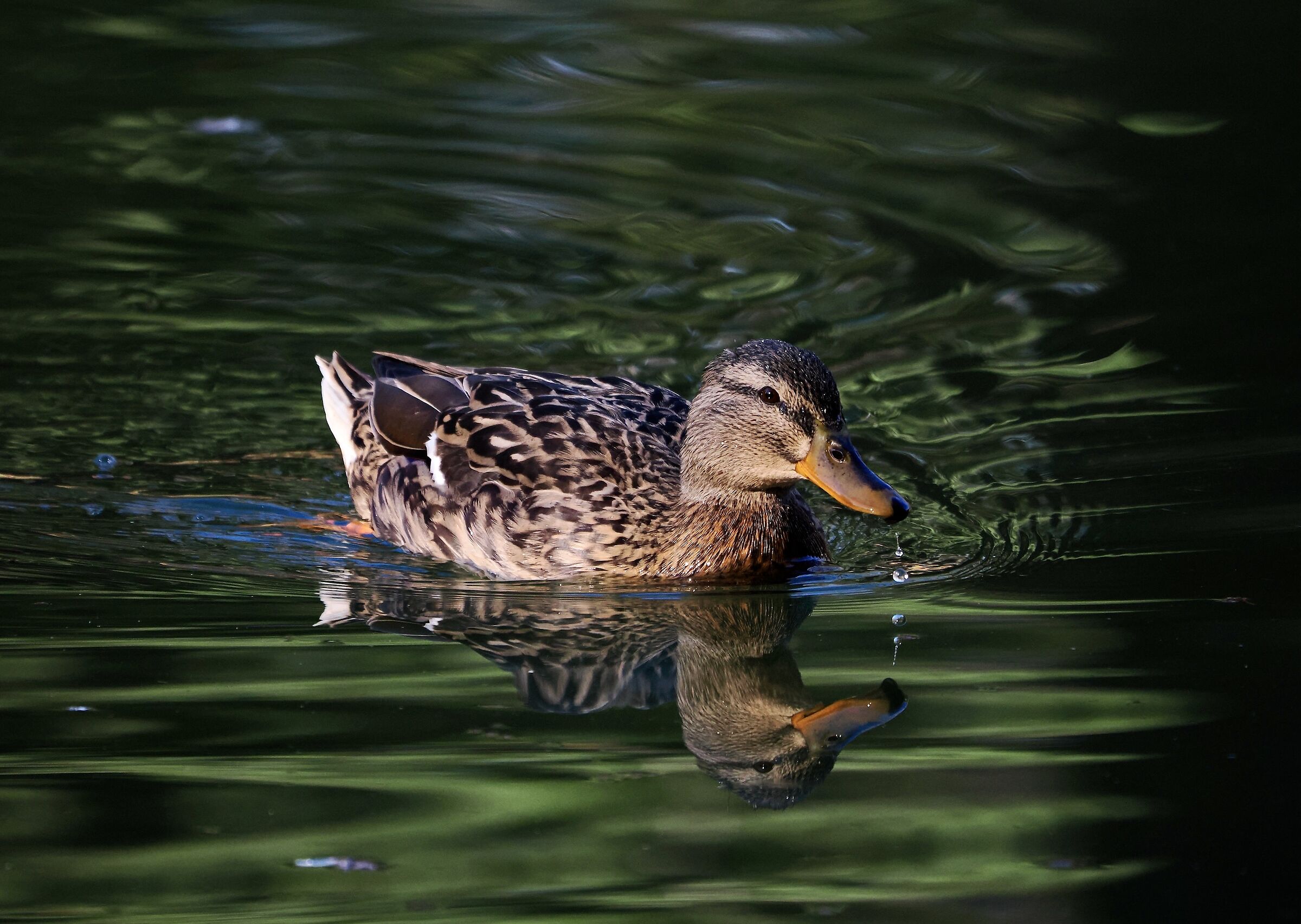 Mallard female