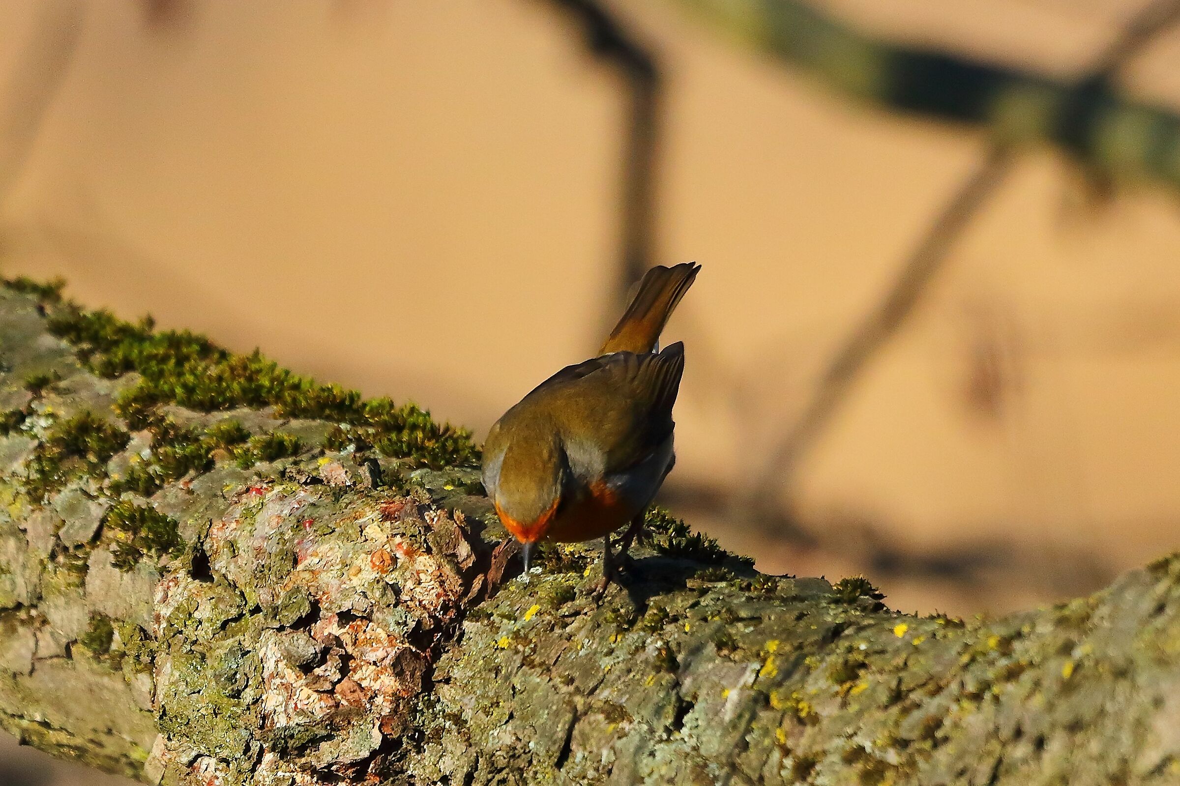 Pettirosso 12 dicembre 2022