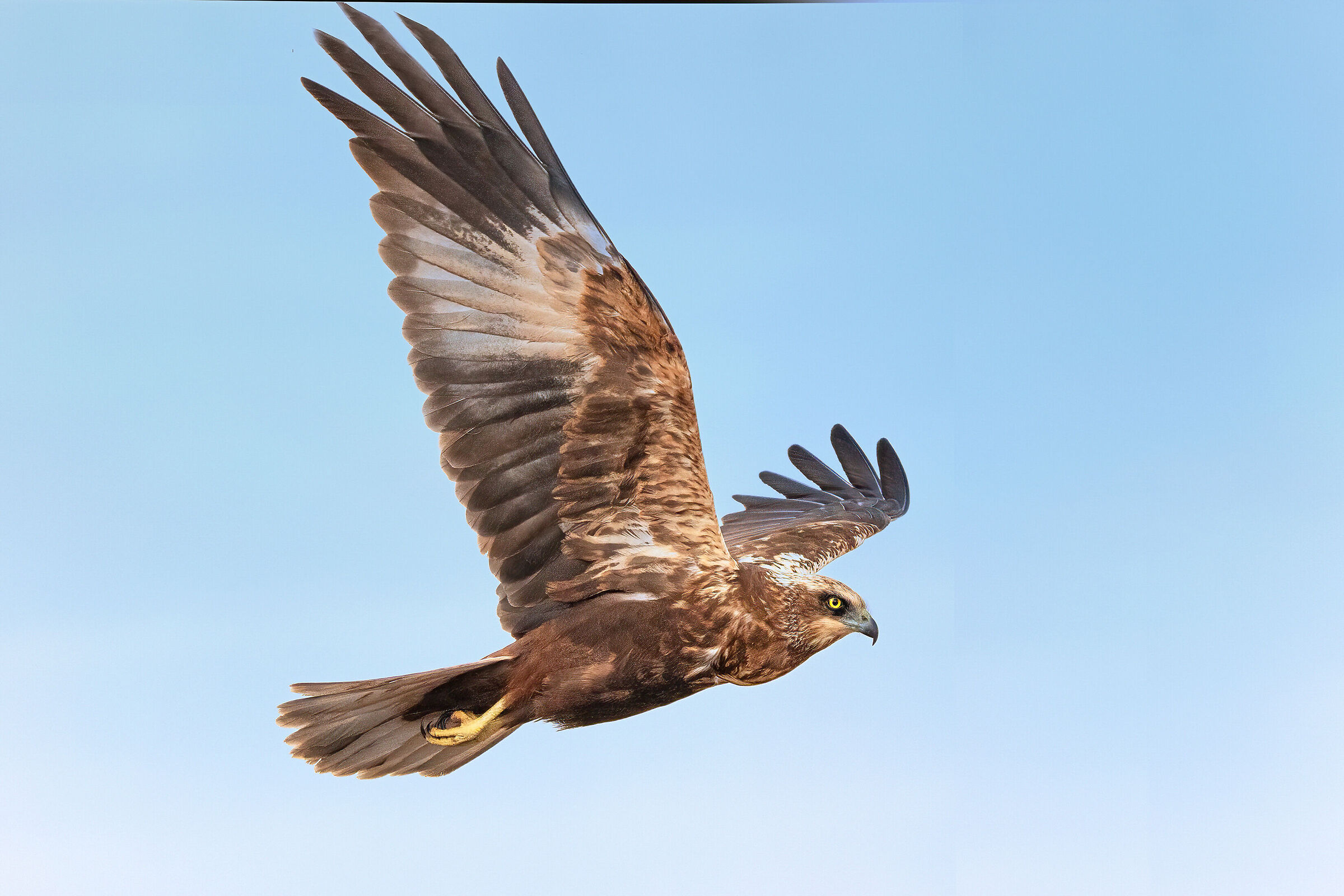 Falco di palude