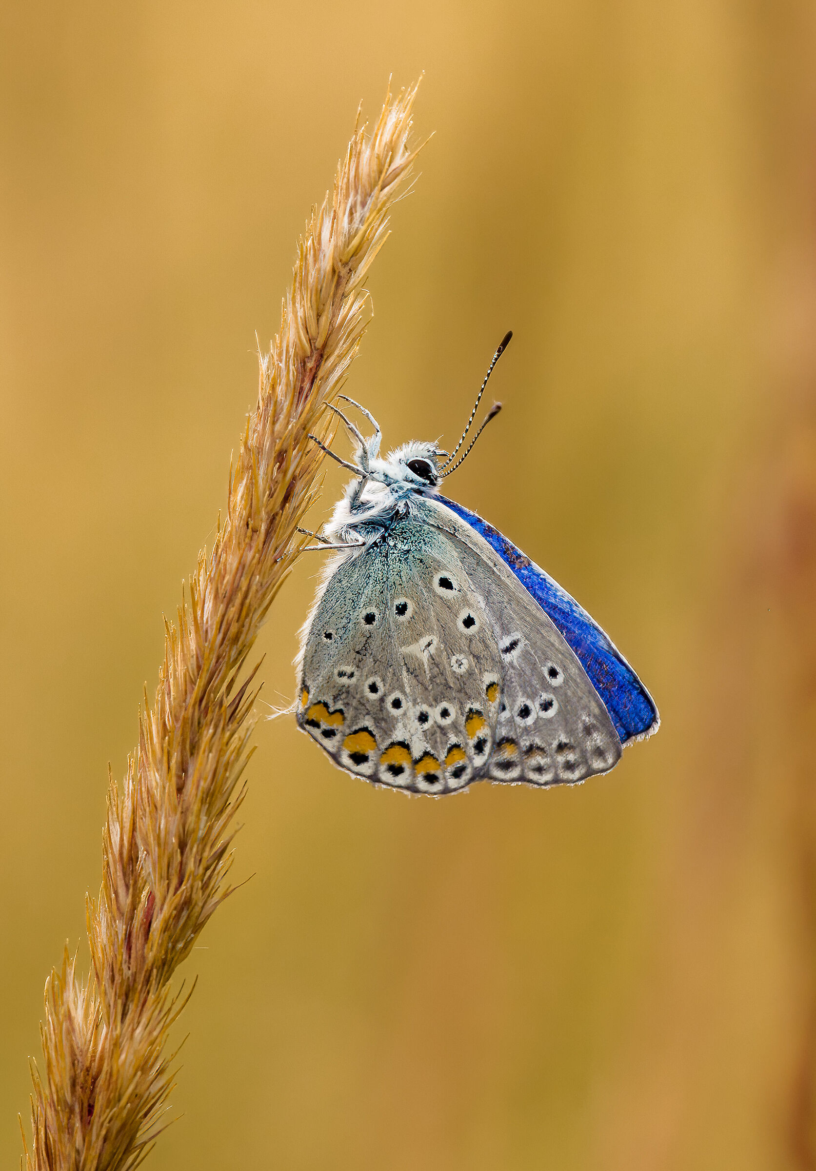 butterfly on the grass