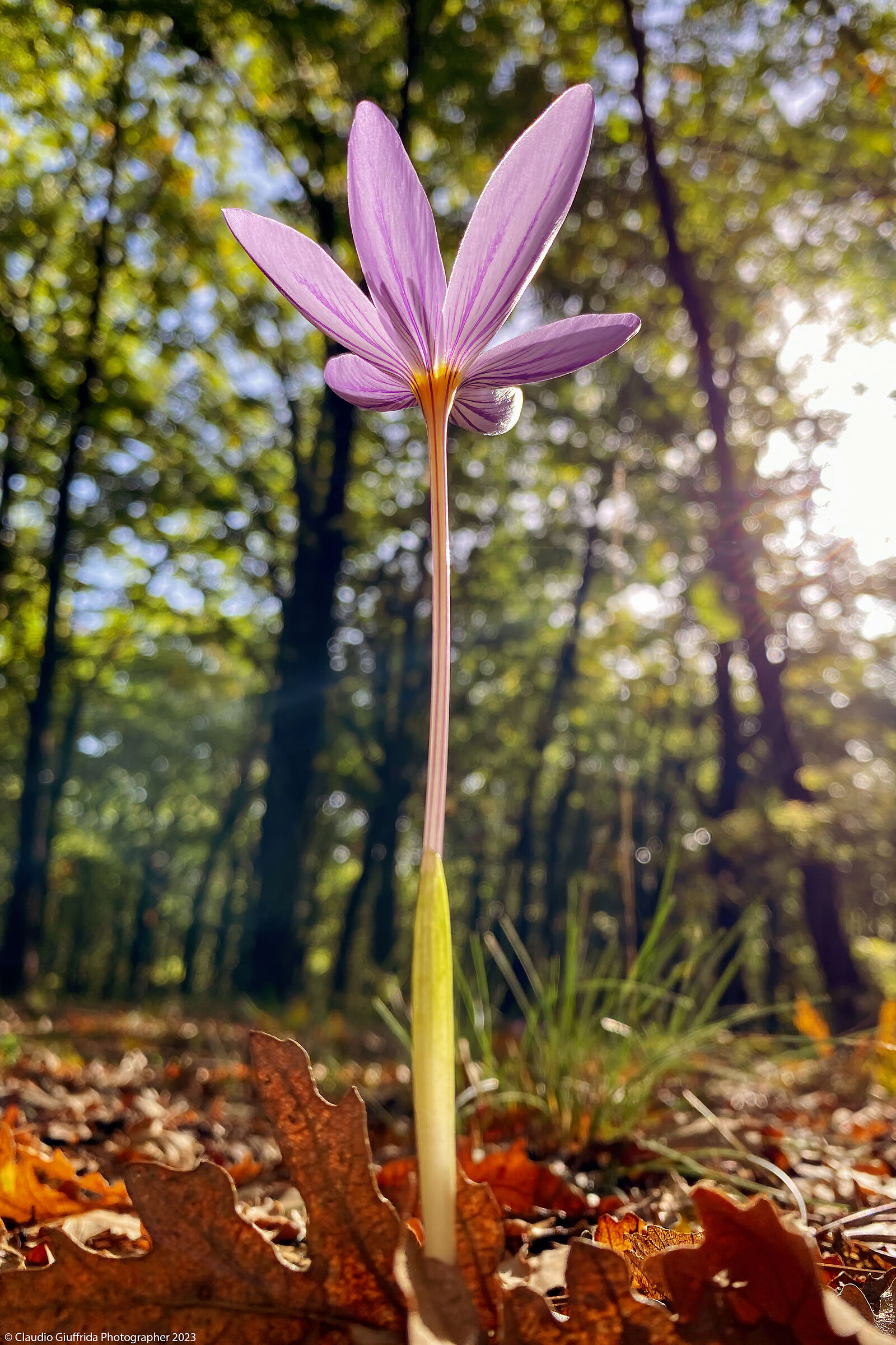 Crocus longiflorus