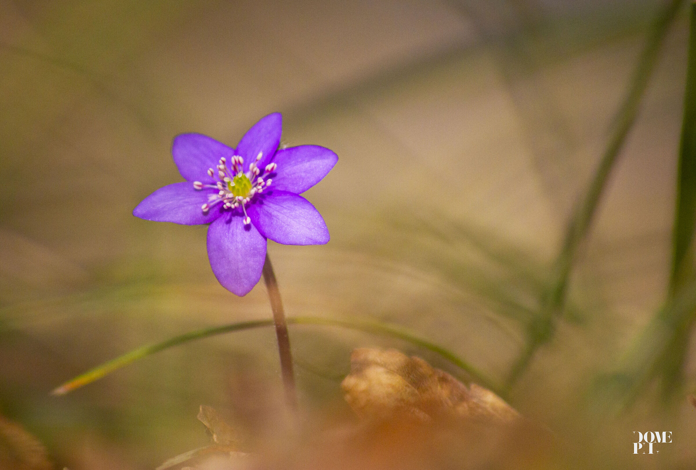 erba TRINITÀ (HEPATICA NOBILIS) colline di Verona