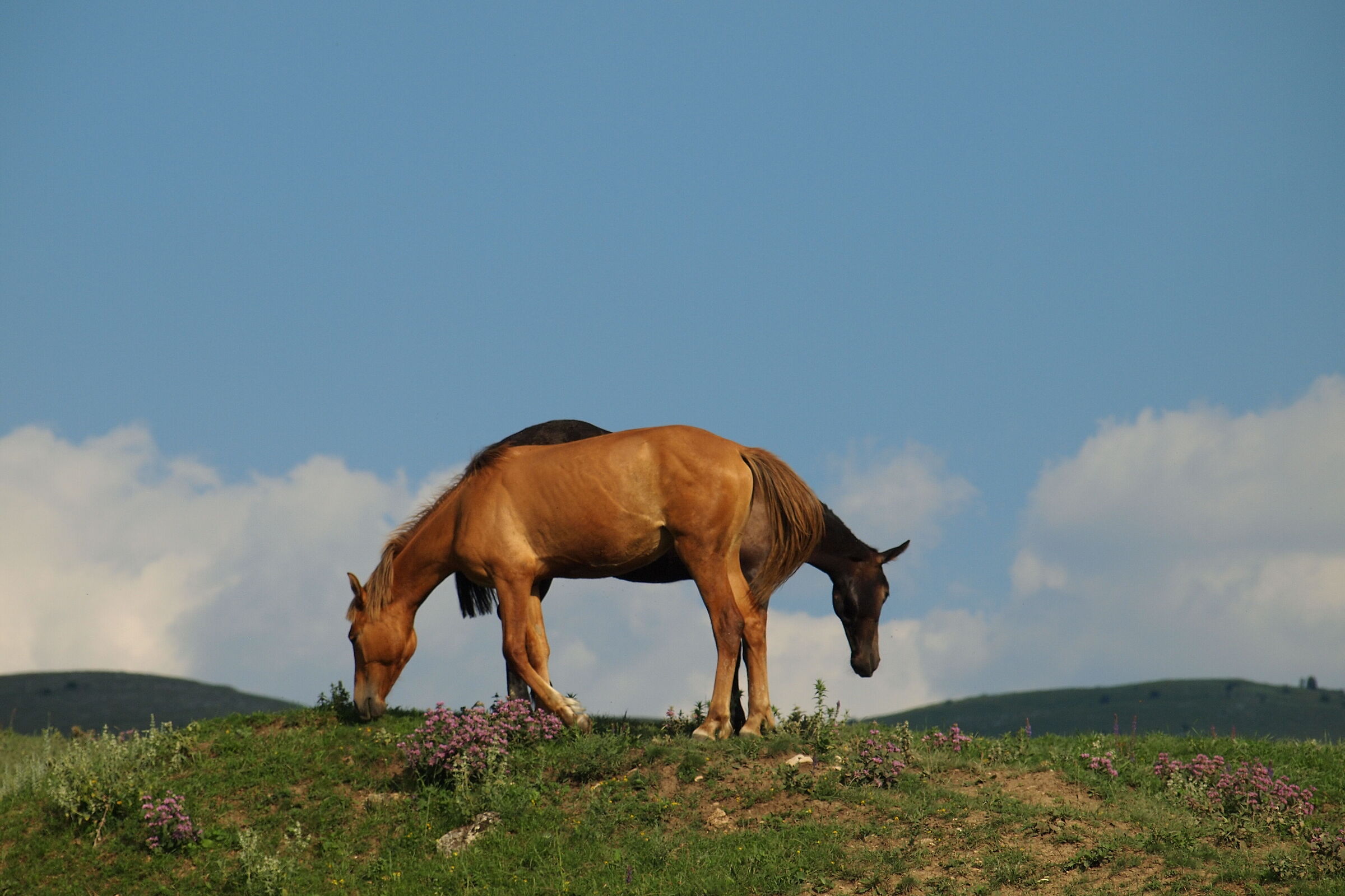 bestia tirare spingere )))