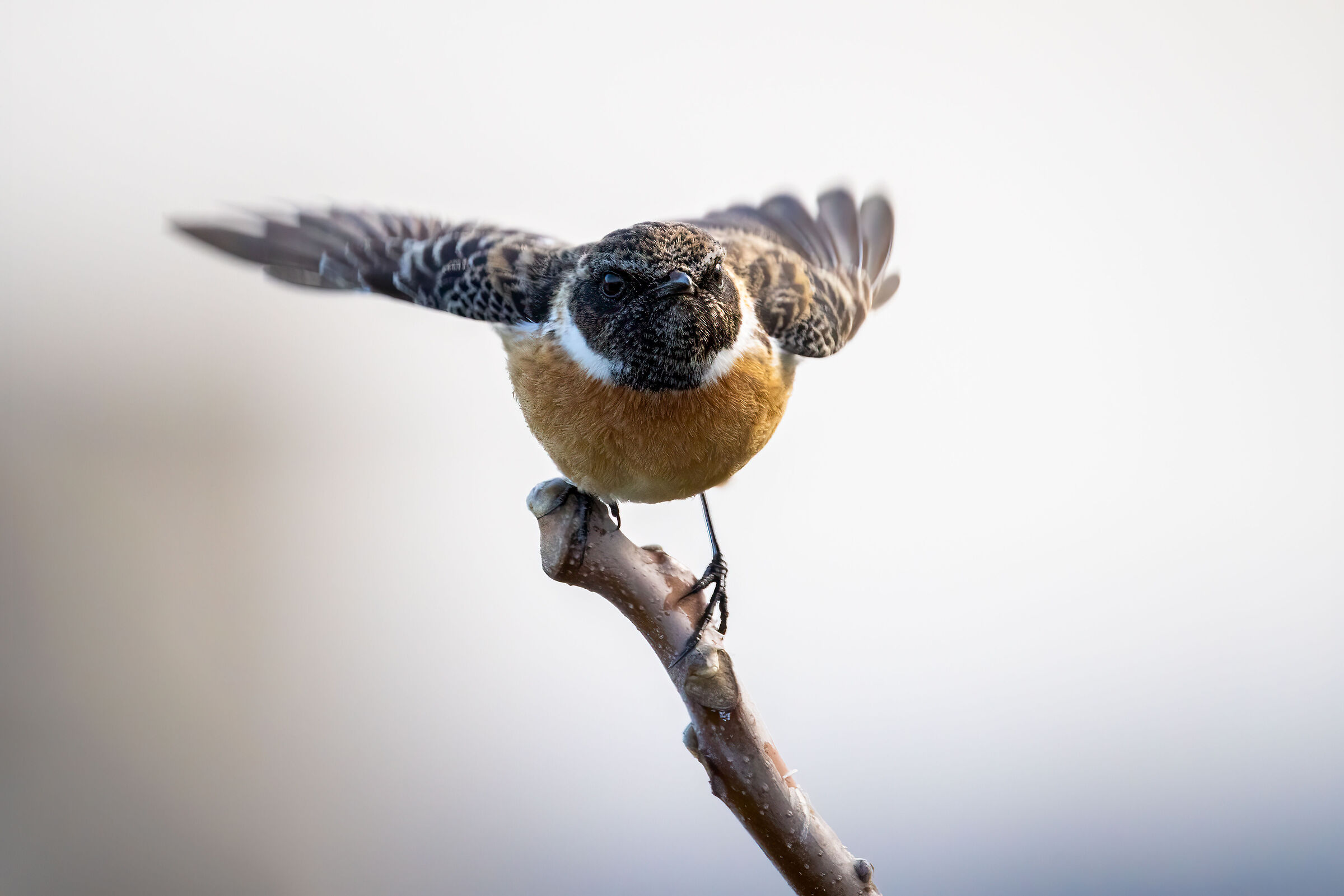 Saltimpalo ready for relevance