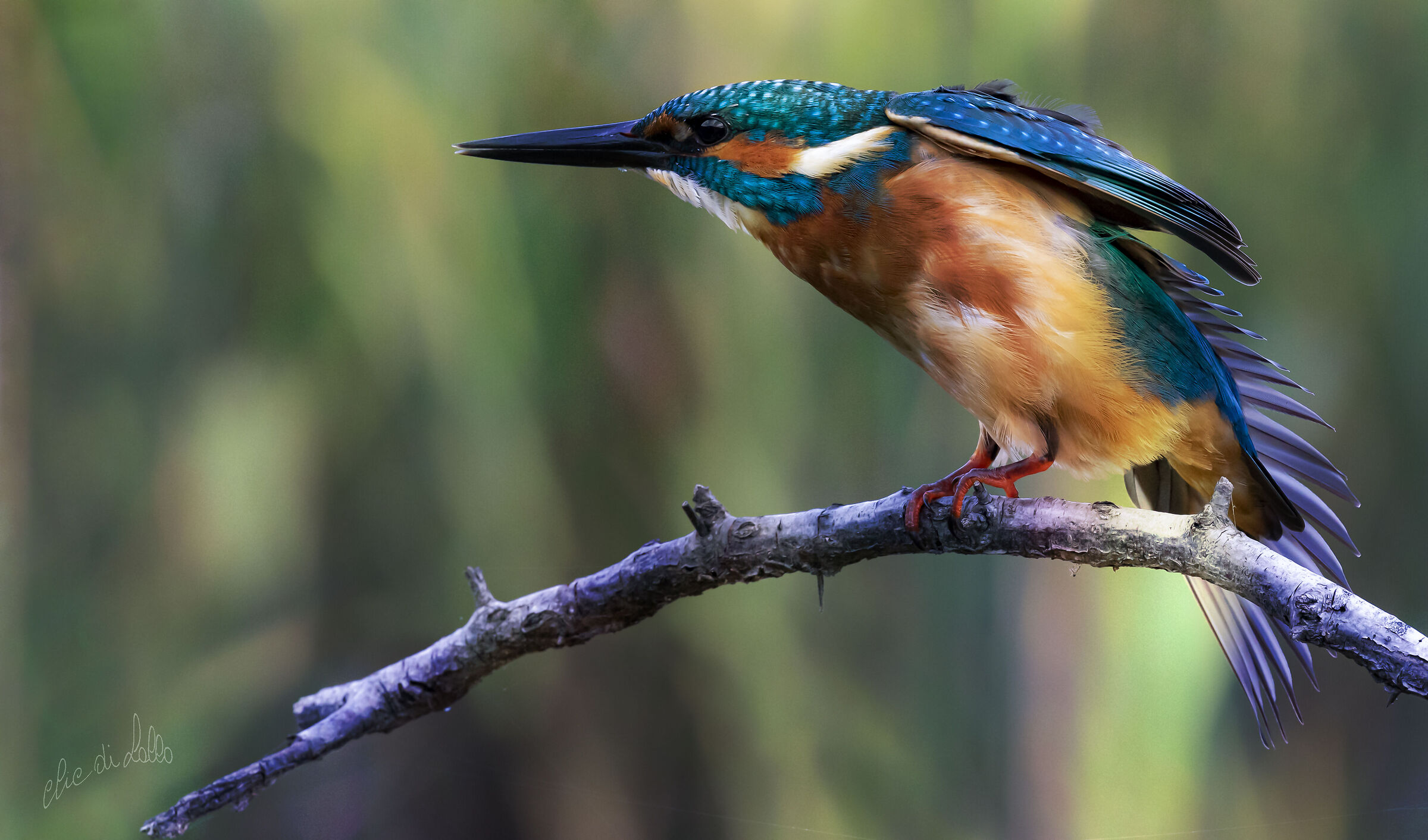 Martin pescatore, fiume Rabbi, Premilcuore.