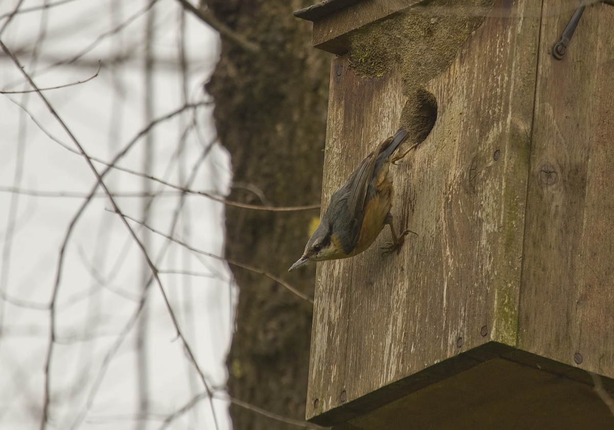 nuthatch seeks cash