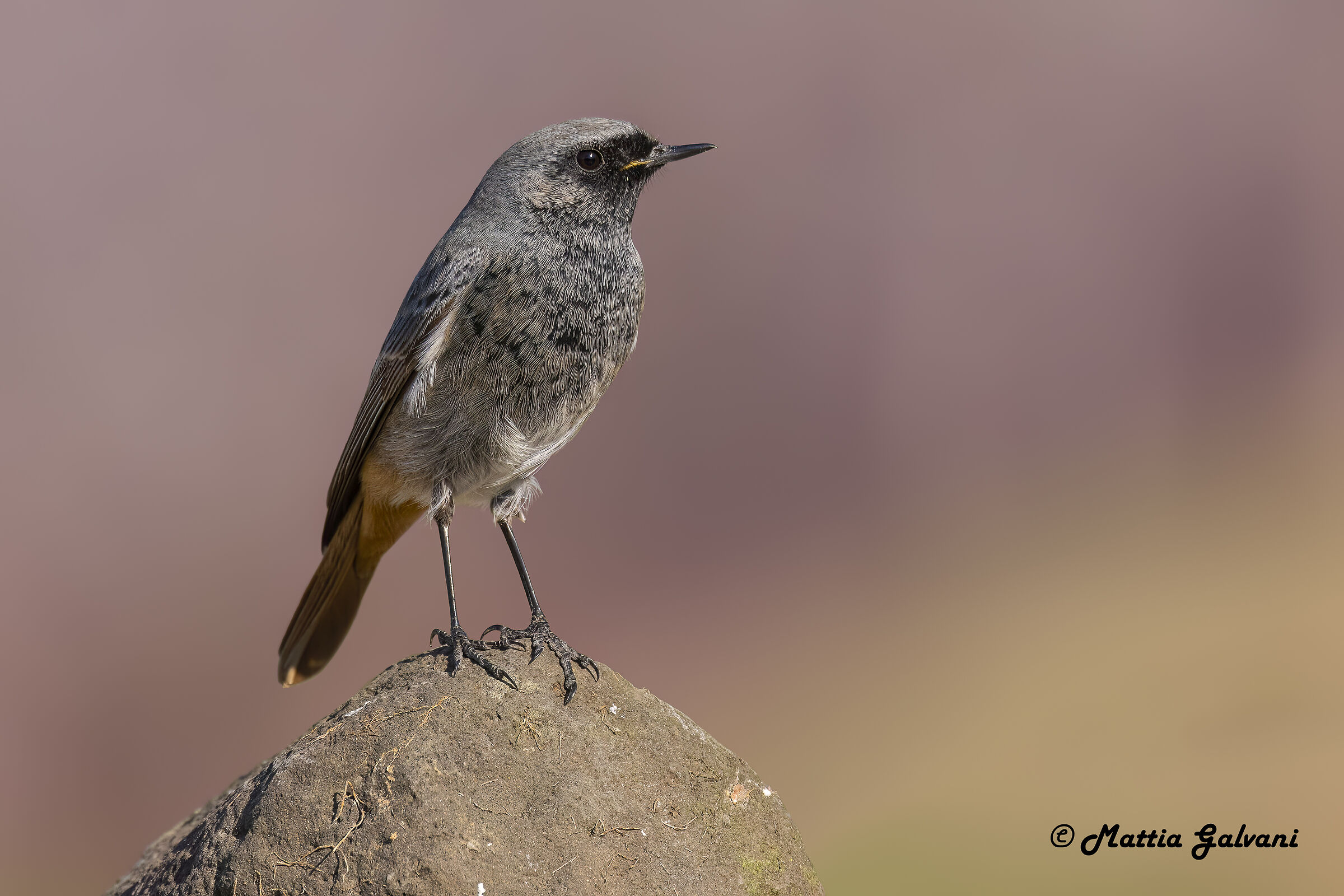 Codirosso Spazzacamino &male; al sorgere del sole