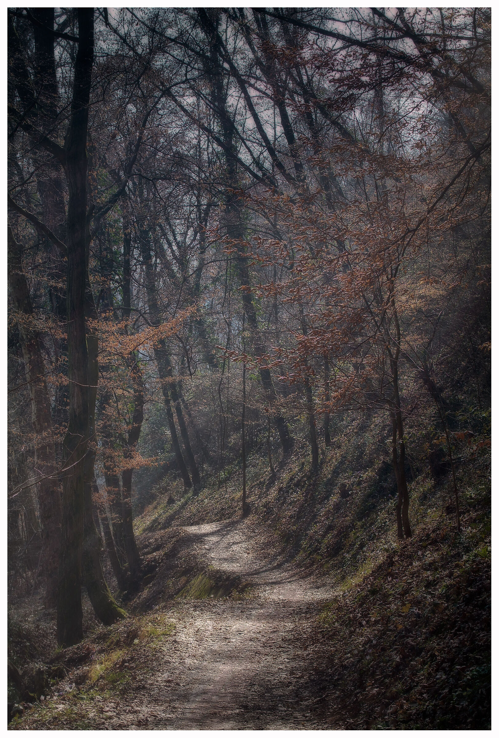 Late afternoon lights on the trail