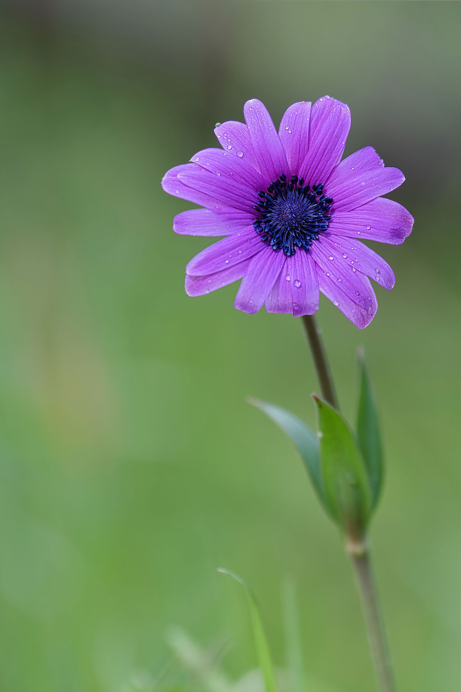 begin to bloom: Anemone hortensis