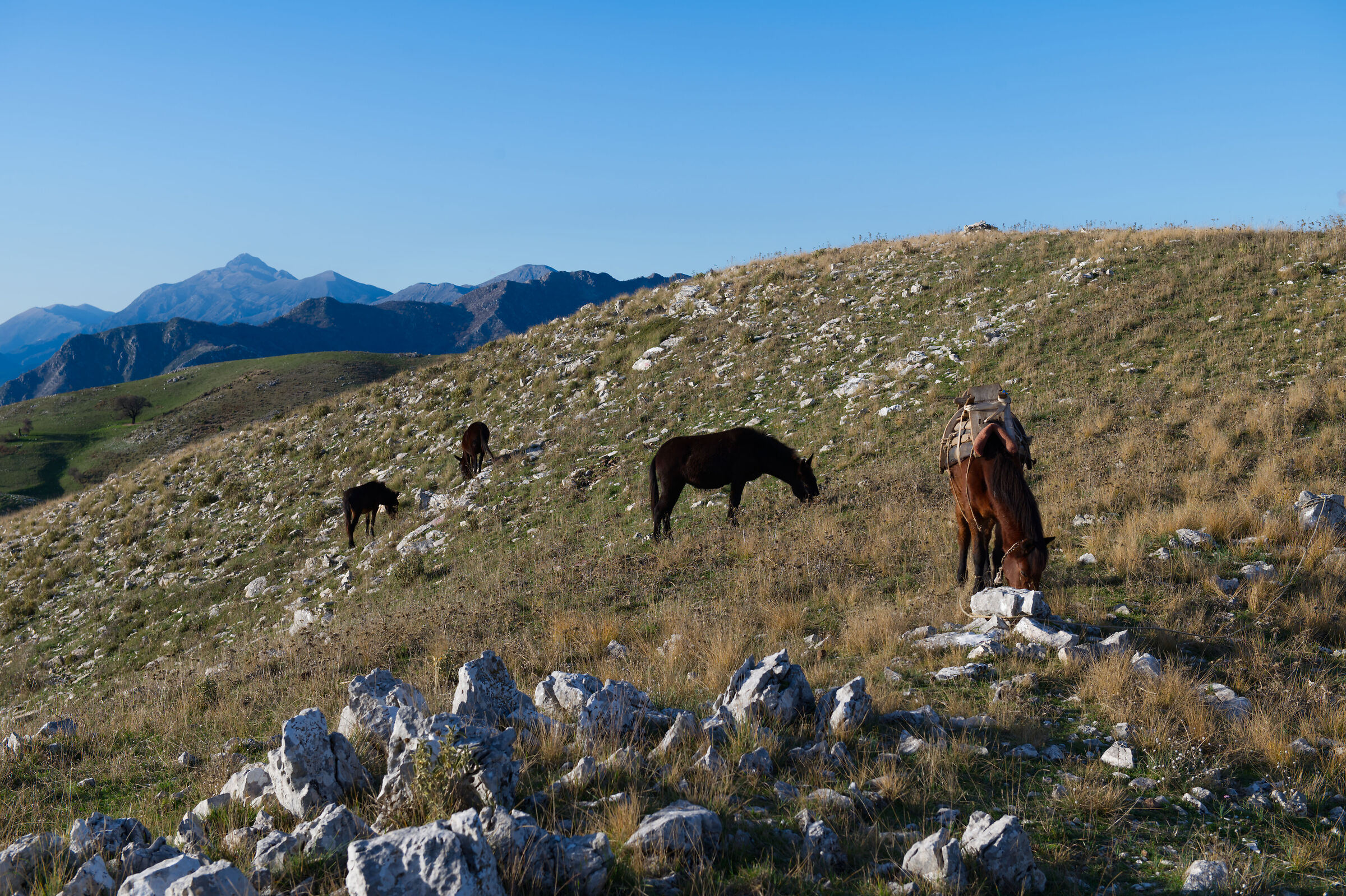 Grazing in the mountains