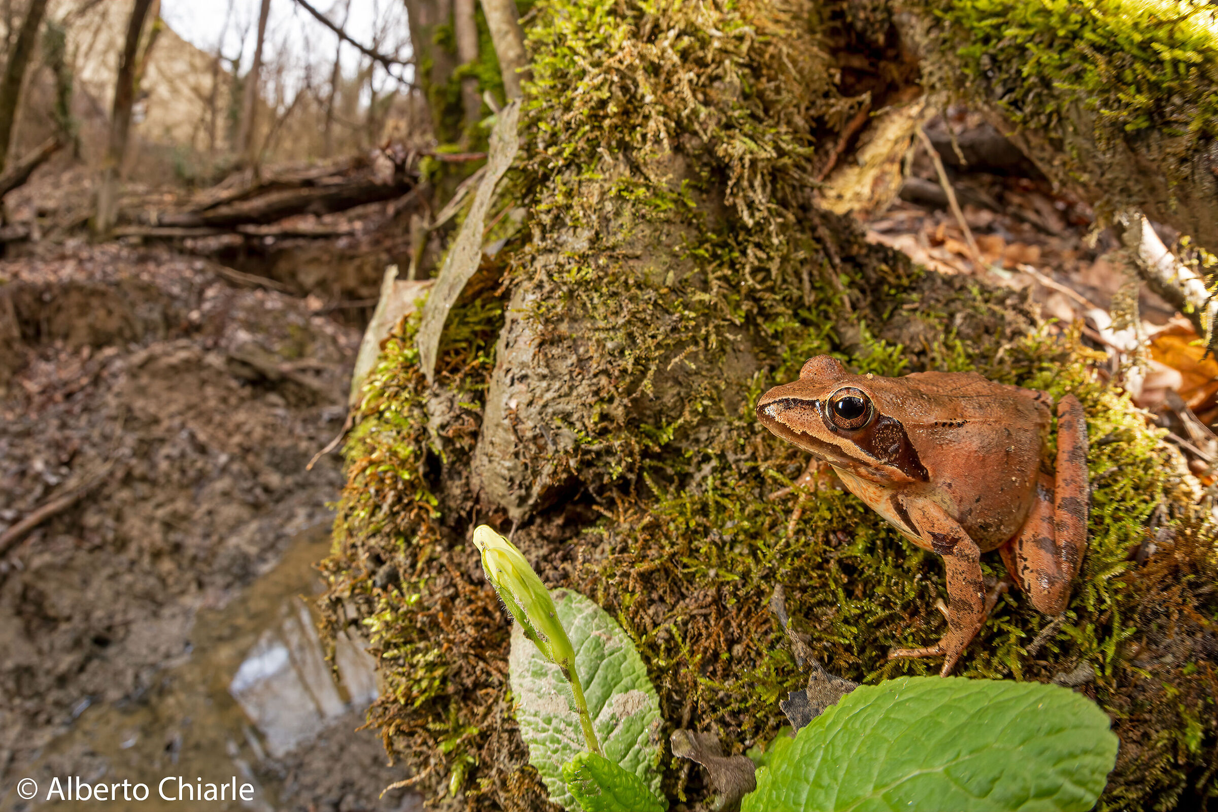 Agile frog (Rana dalmatina)
