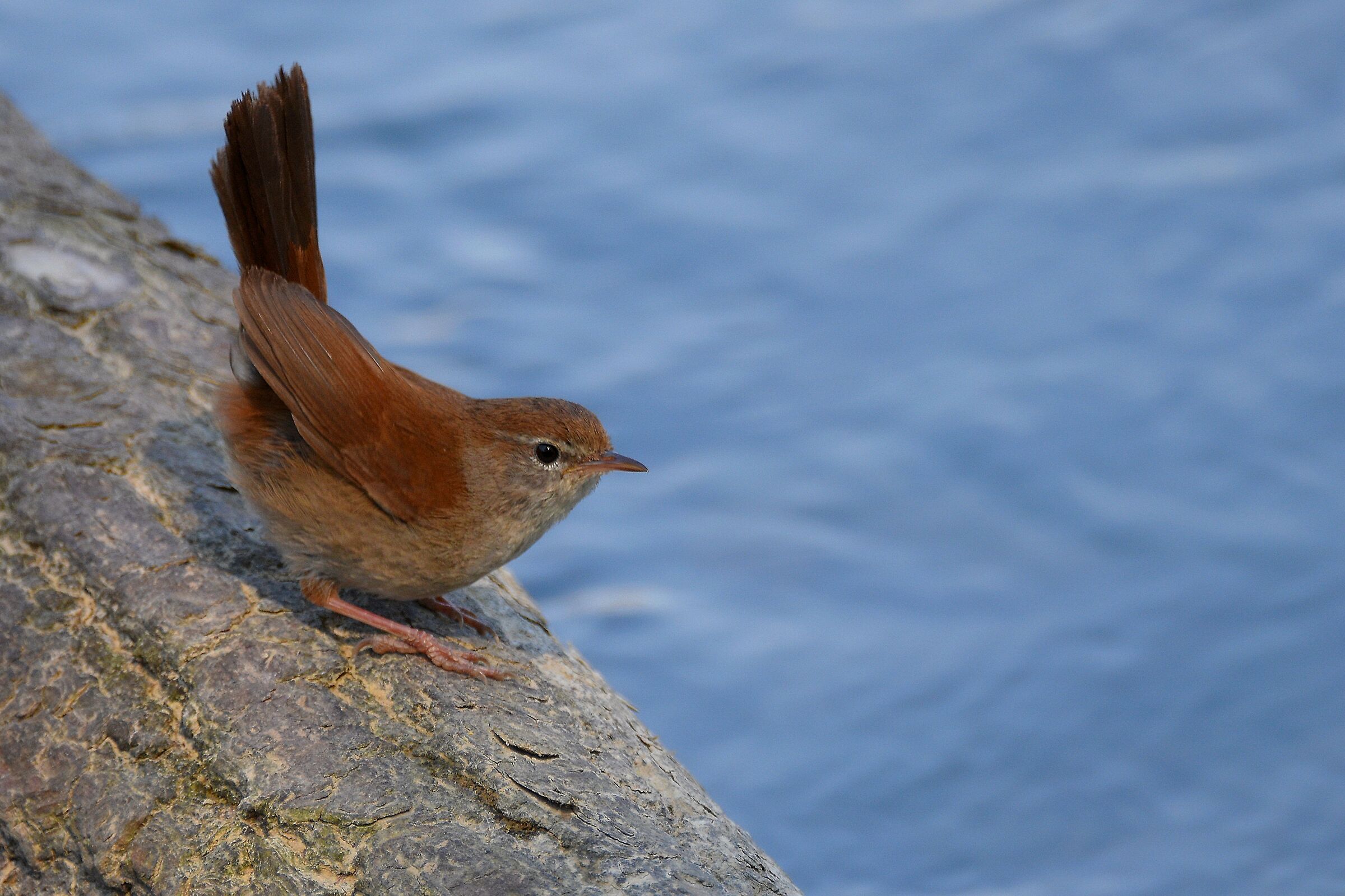 Usignolo di fiume (Cettia cetti)