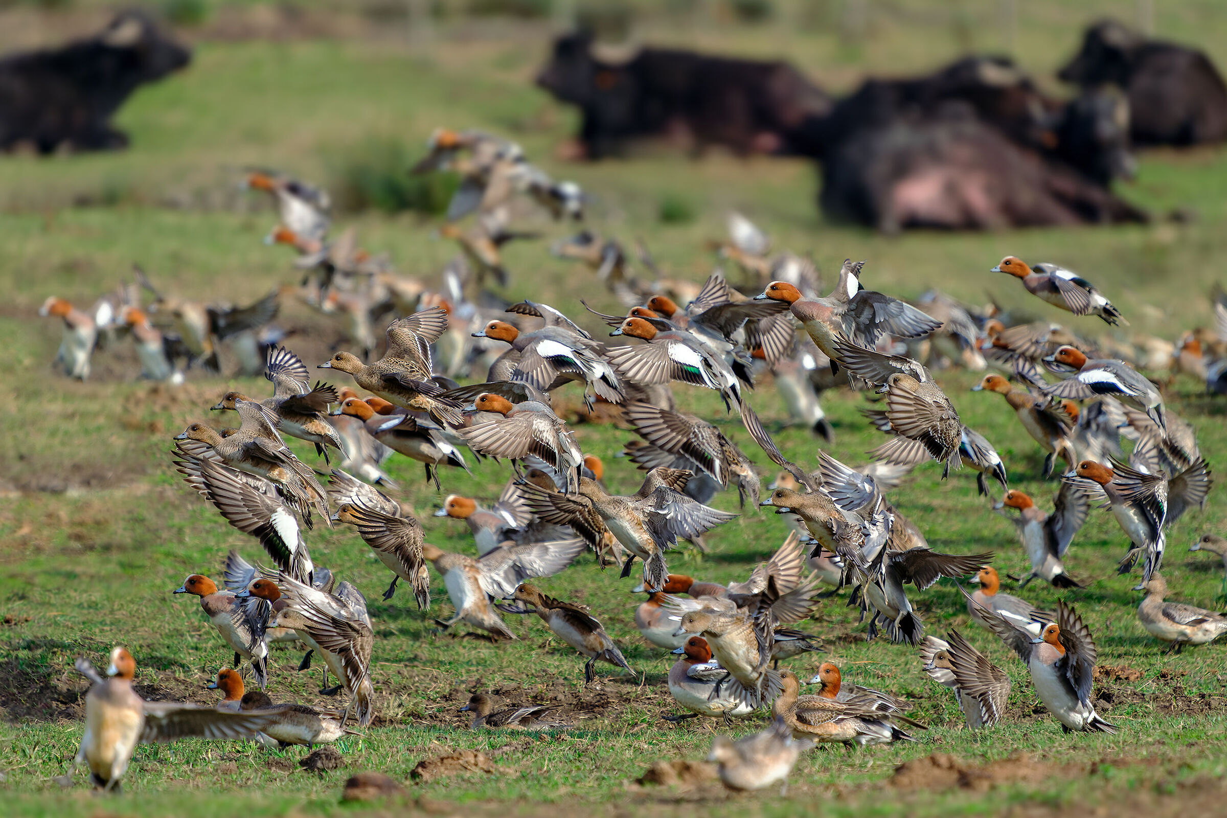 Wigeons and buffaloes